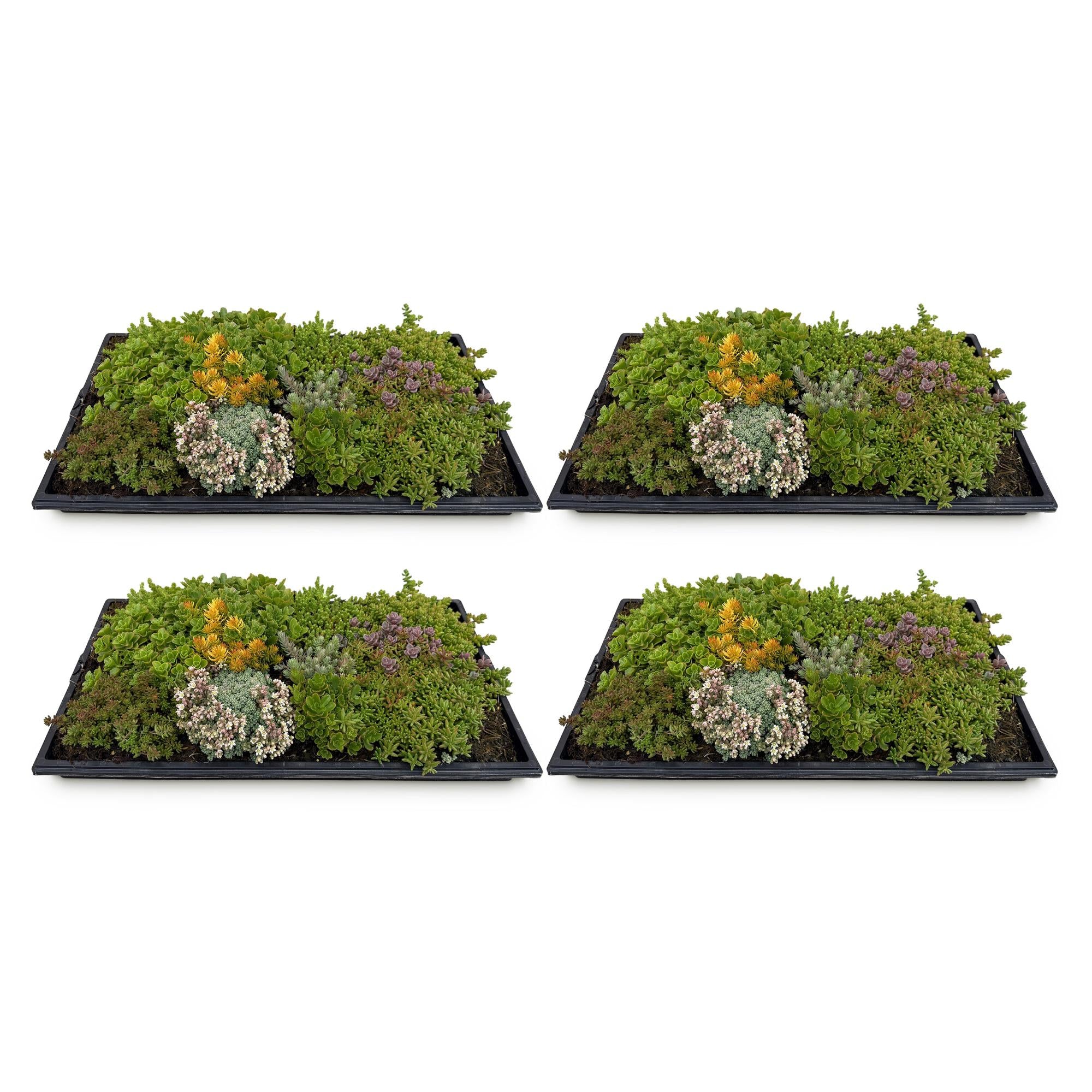 Bodendecker-Matte aus 10 Sedum-Arten – winterhart, 50 × 30 cm