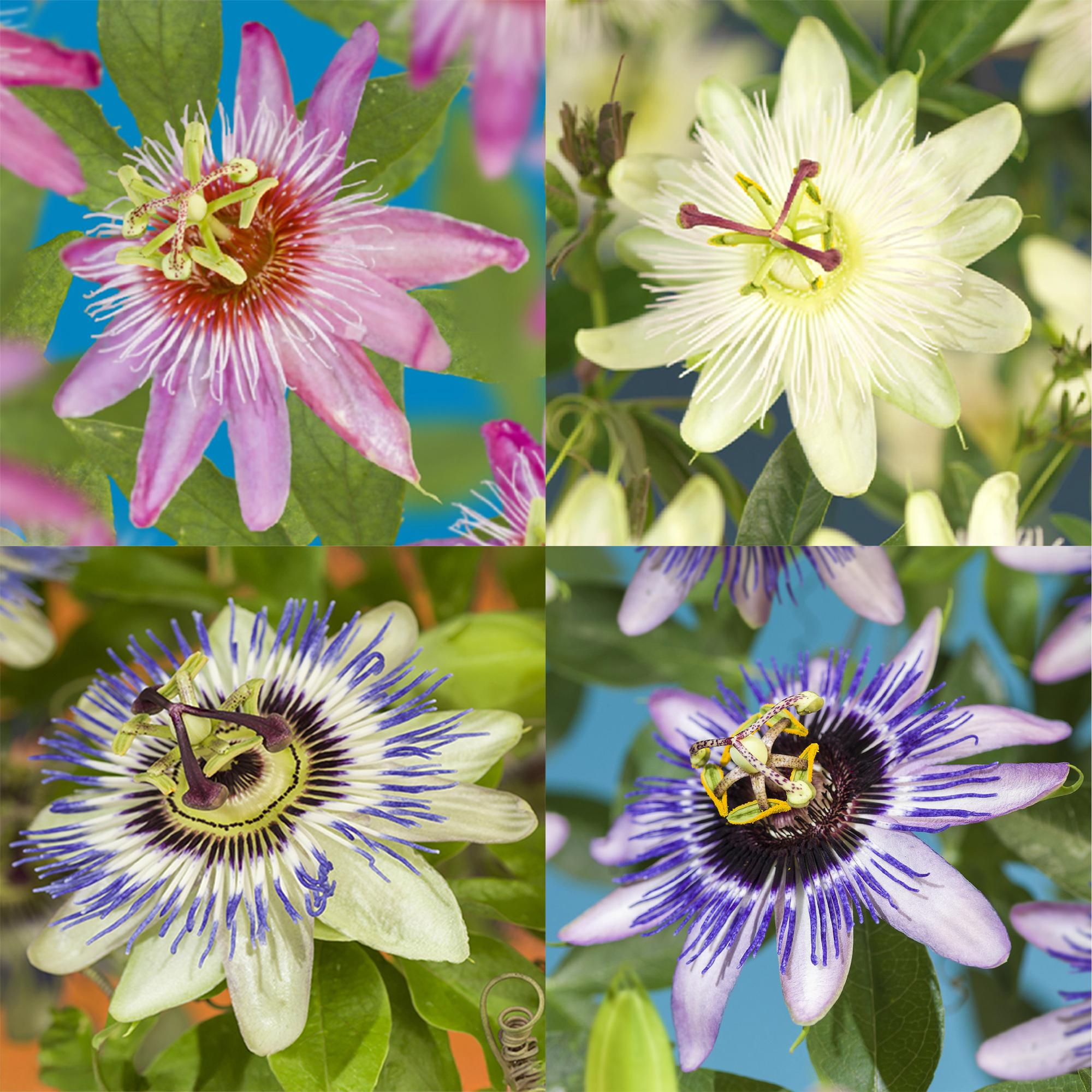 GreenboutiQ - Passionflower - Passiflora Rainbow - Pink, White, Purple, Green Flowers - Low Maintenance - 4 Plants - 11cm Pot, 40cm Height