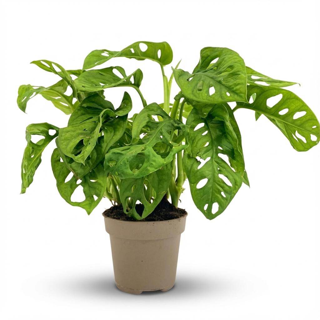 Monstera ‘Monkey Mask’ – Kletter- und Hängepflanze, 12 cm Topf, 25–35 cm Höhe