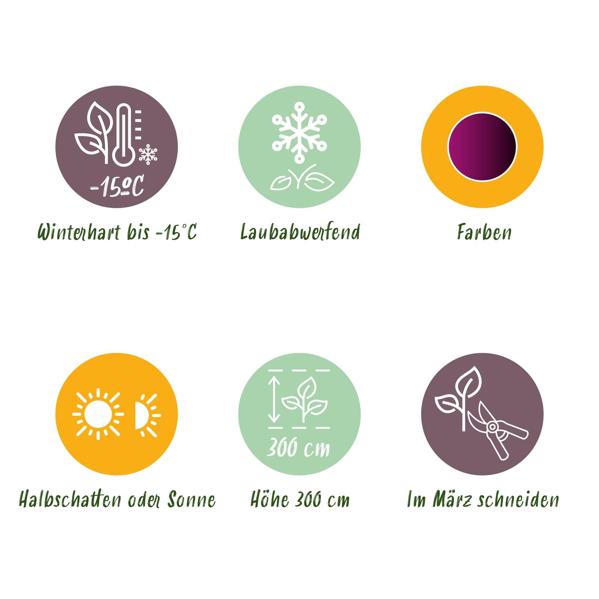 Acer Palmatum 'Trompenburg' – Japanese maple, deciduous – 19 cm pot, 70 cm tall