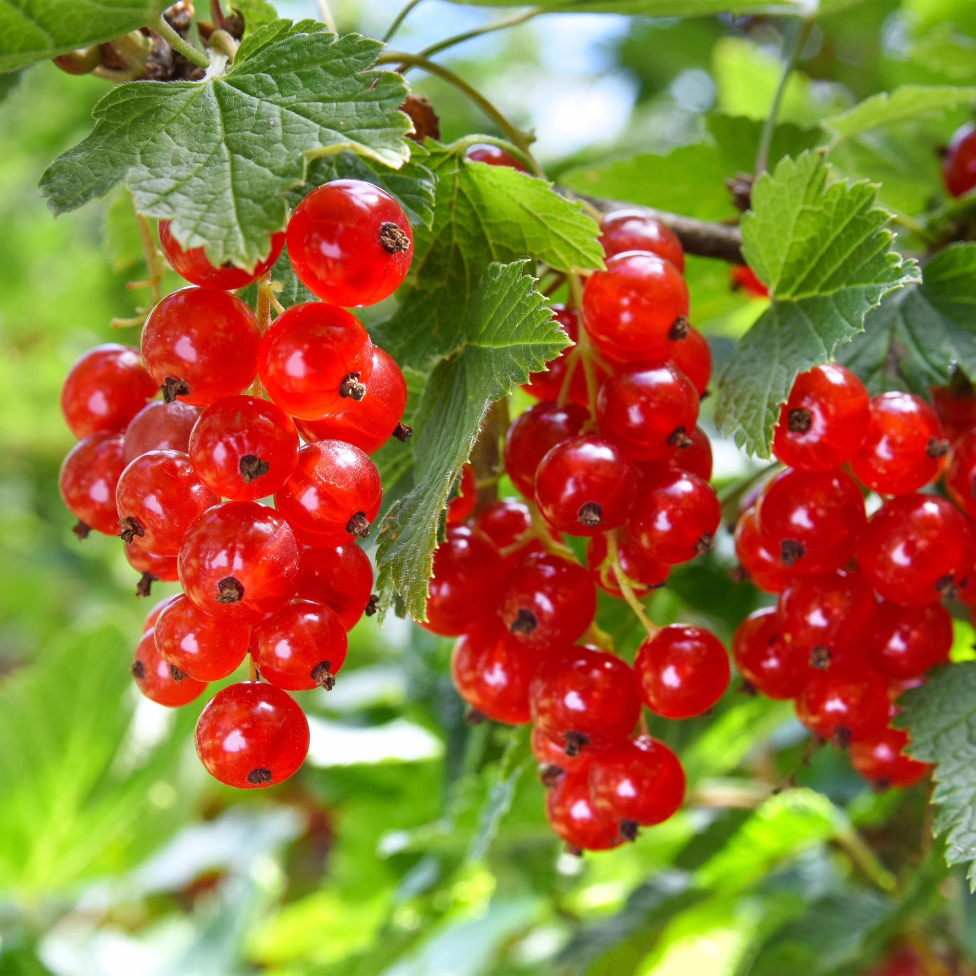Rote Johannisbeere (Ribes rubrum) – 2 Pflanzen, ca. 40 cm, Topf Ø 11 cm