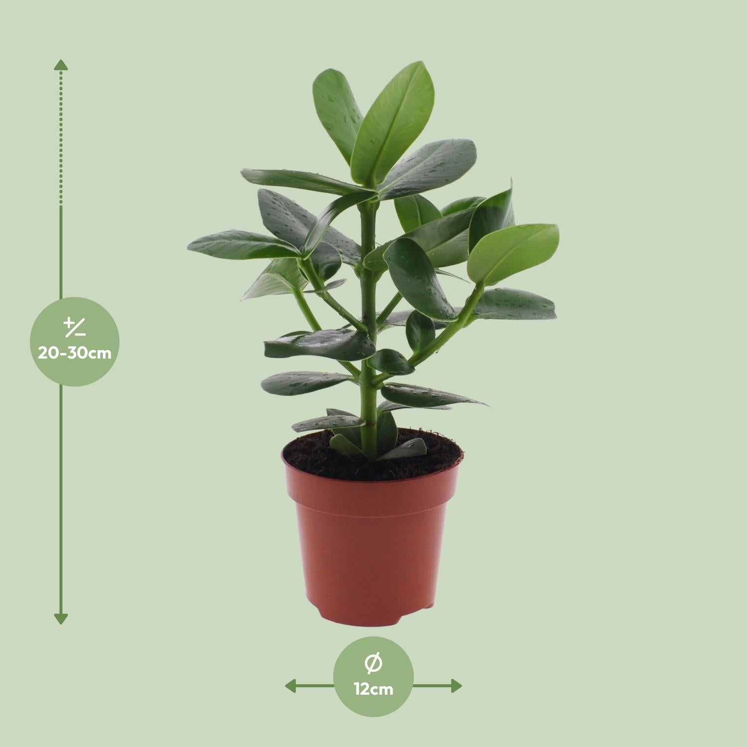 Clusia Rosea'Princesse'–Autogrammbaum-15-60 cm