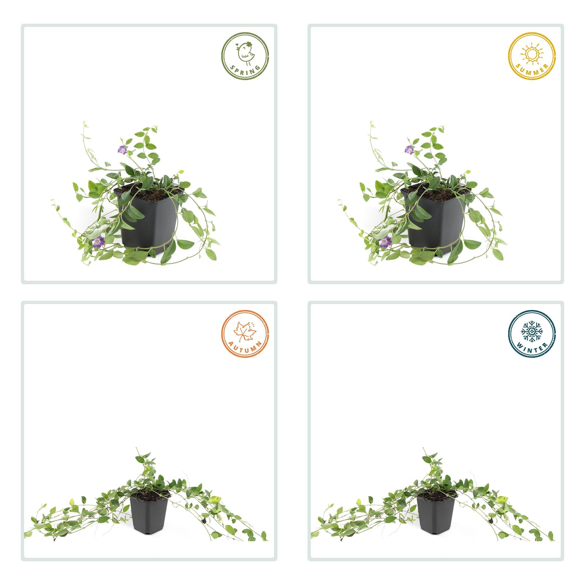 Immergrün ‘Atropurpurea’ – robust & winterhart, 9 cm Topf, 10–25 cm Höhe