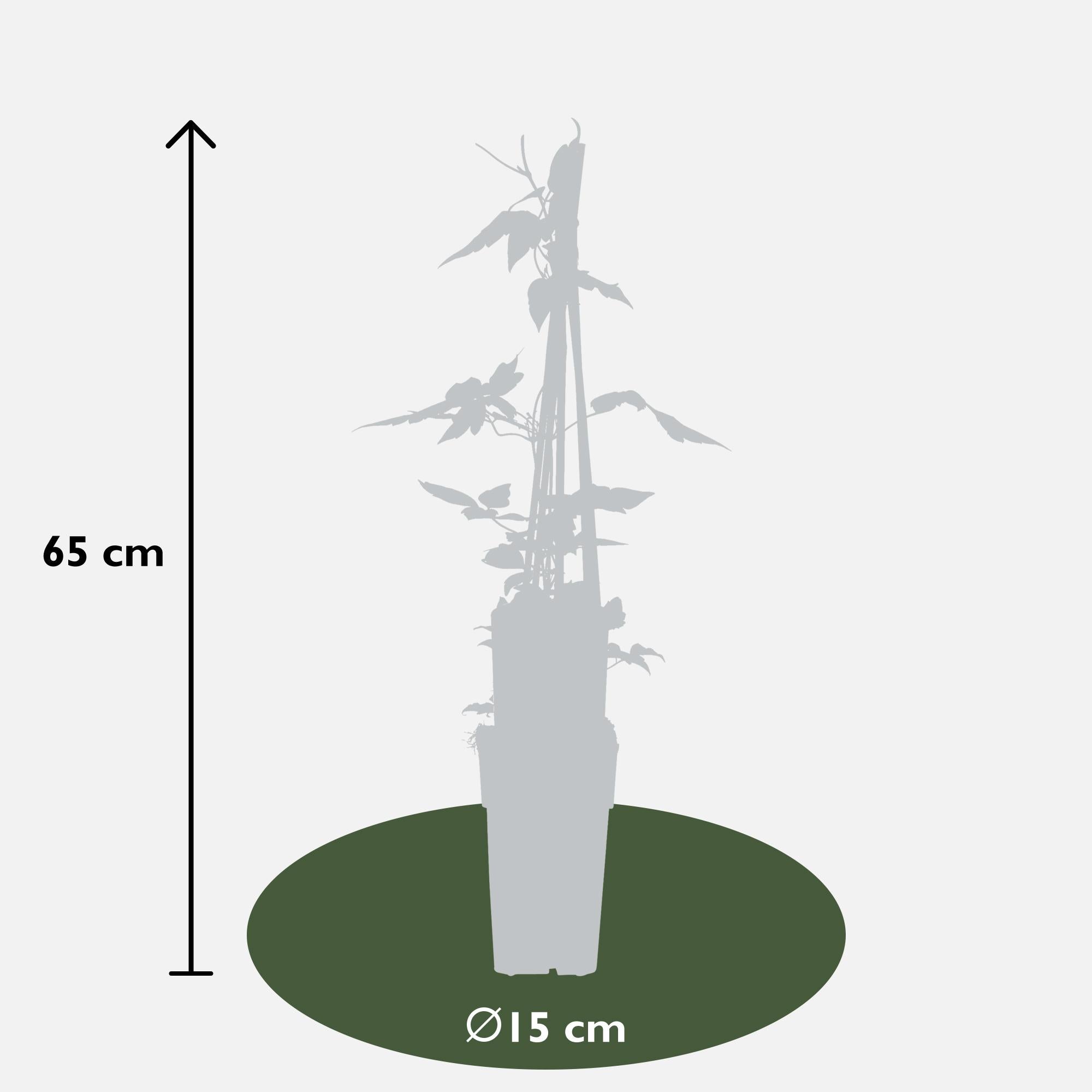 Clematis montana ‘var. rubens’ – robuste, frühblühende Kletterpflanze, 15 cm Topf, 65 cm hoch
