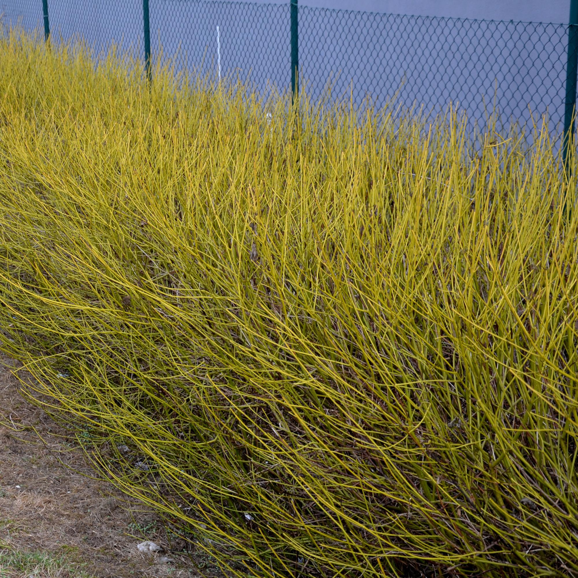 Cornus alba 'Flaviramea' – 1 planta, ramas verdes, maceta de 17 cm, 45 cm de altura