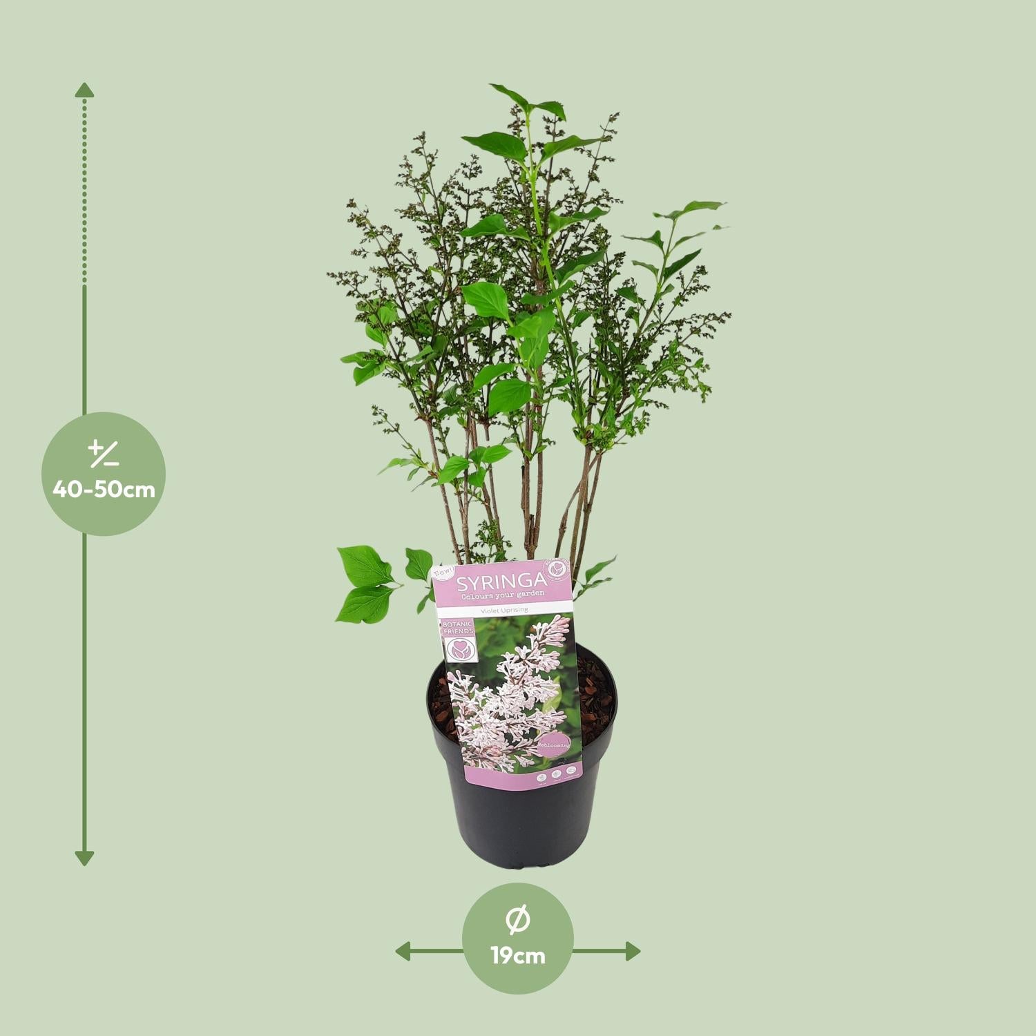 Lilac 'Violet Uprising' – bushy ornamental shrub, 19 cm pot, 35 cm tall