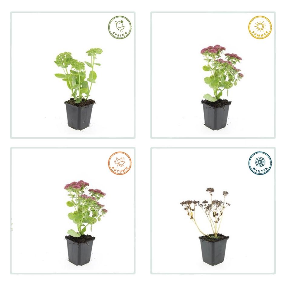 Sedum ‘Herbstfreude’ – kompakte Fetthenne, 10–25 cm hoch