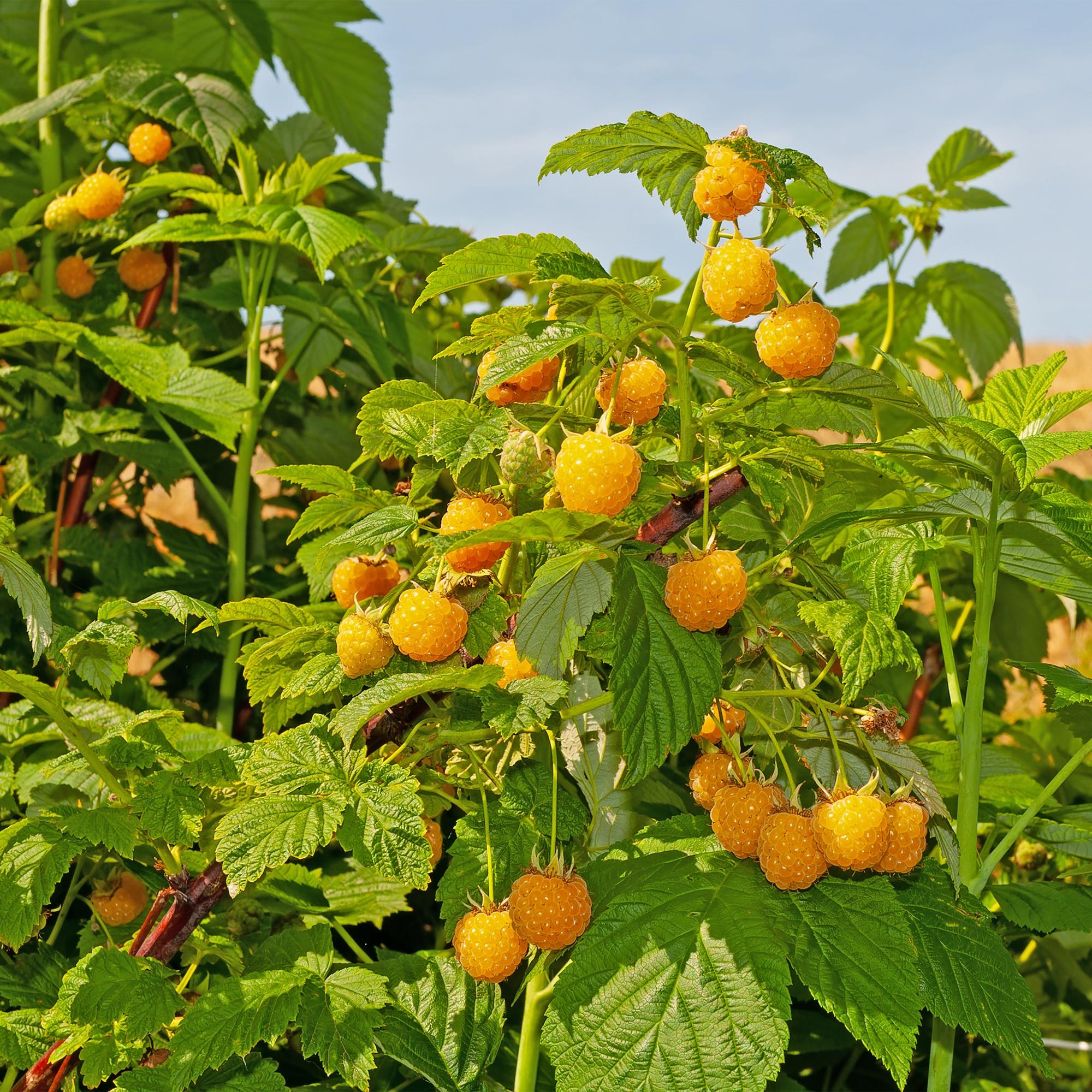 Yellow raspberry “Fallgold” (Rubus idaeus) – 2 plants in an 11 cm pot, approx. 40 cm
