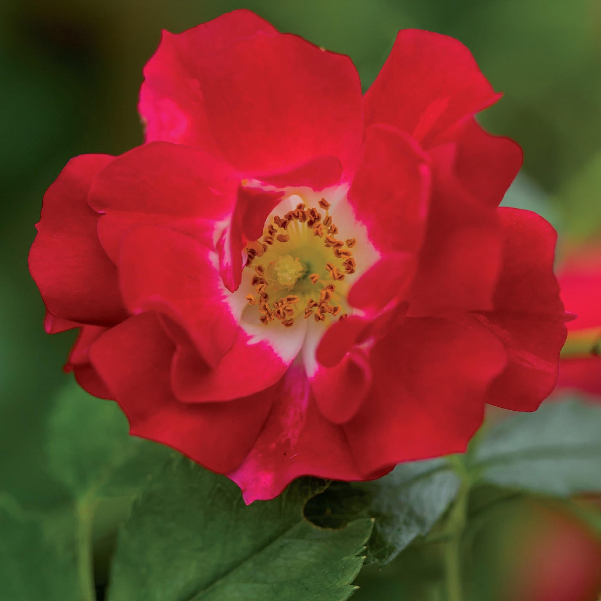 Rosa 'Red Queen' – easy-care climbing rose with red flowers, 2 plants, 11 cm pot, 40 cm height
