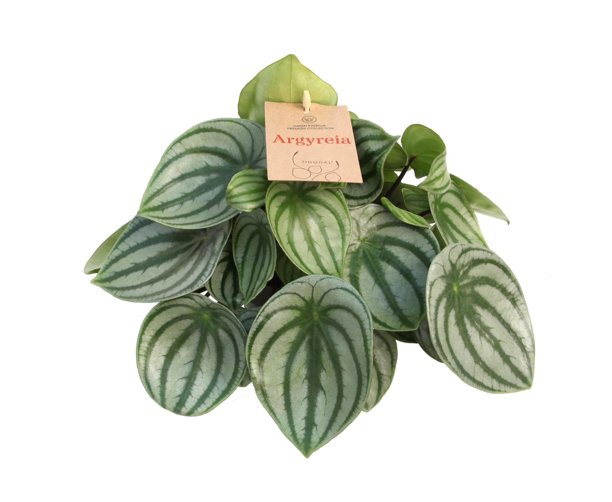 Peperomia Argyreia – Watermelon Peperomia - 14 cm pot, 27 cm high