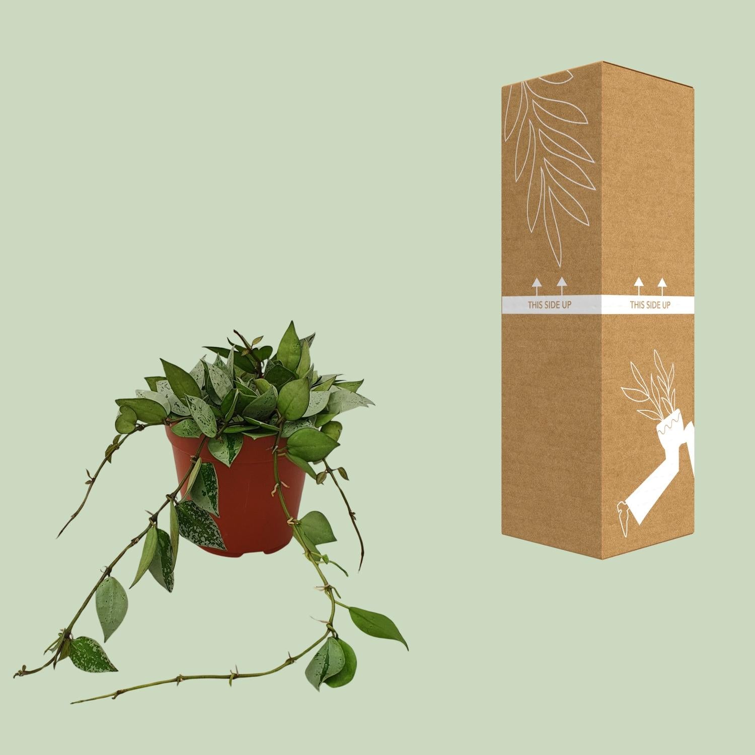 Hoya Krohniana 'Eskimo' – Wax Flower - 12 cm pot, 15 cm tall