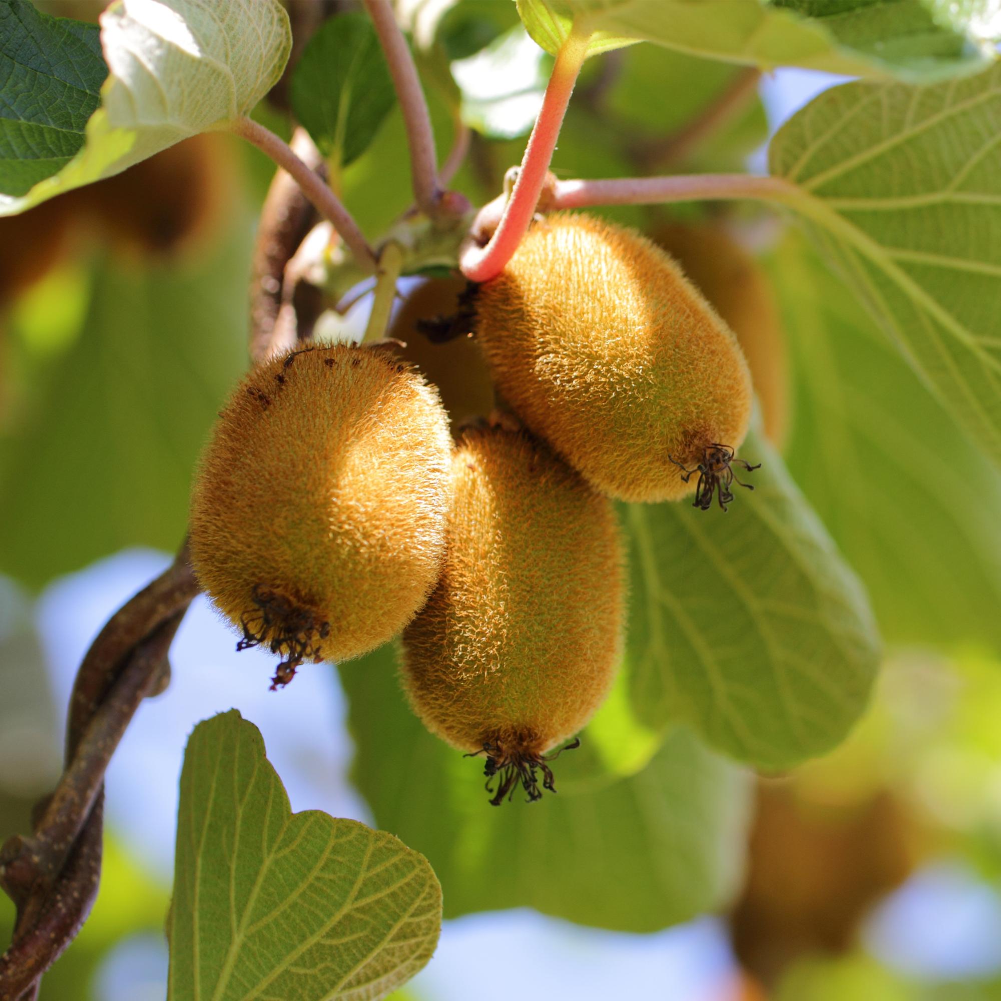 Yellow Kiwi “Golden Kiwi” (Actinidia deliciosa), 2 plants, 50 cm tall