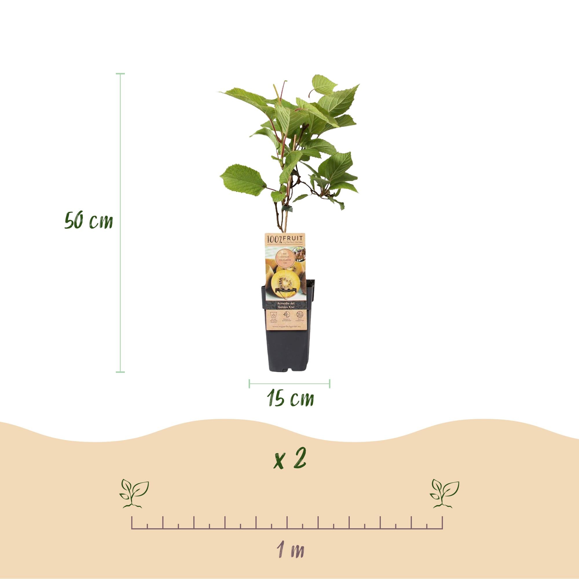 Kiwi plant set – Green 'Jenny' & Golden Kiwi, set of 2 in 15 cm pots (height approx. 50 cm)