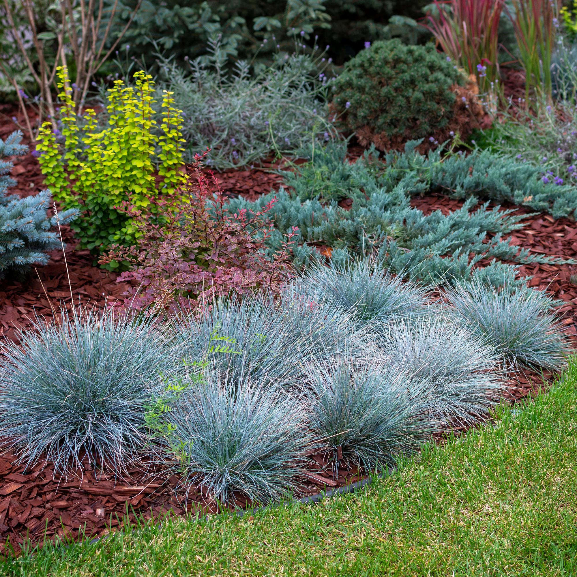 Festuca azul 'Intense Blue' (Festuca glauca) – perenne, maceta de 17 cm, 50 cm de altura