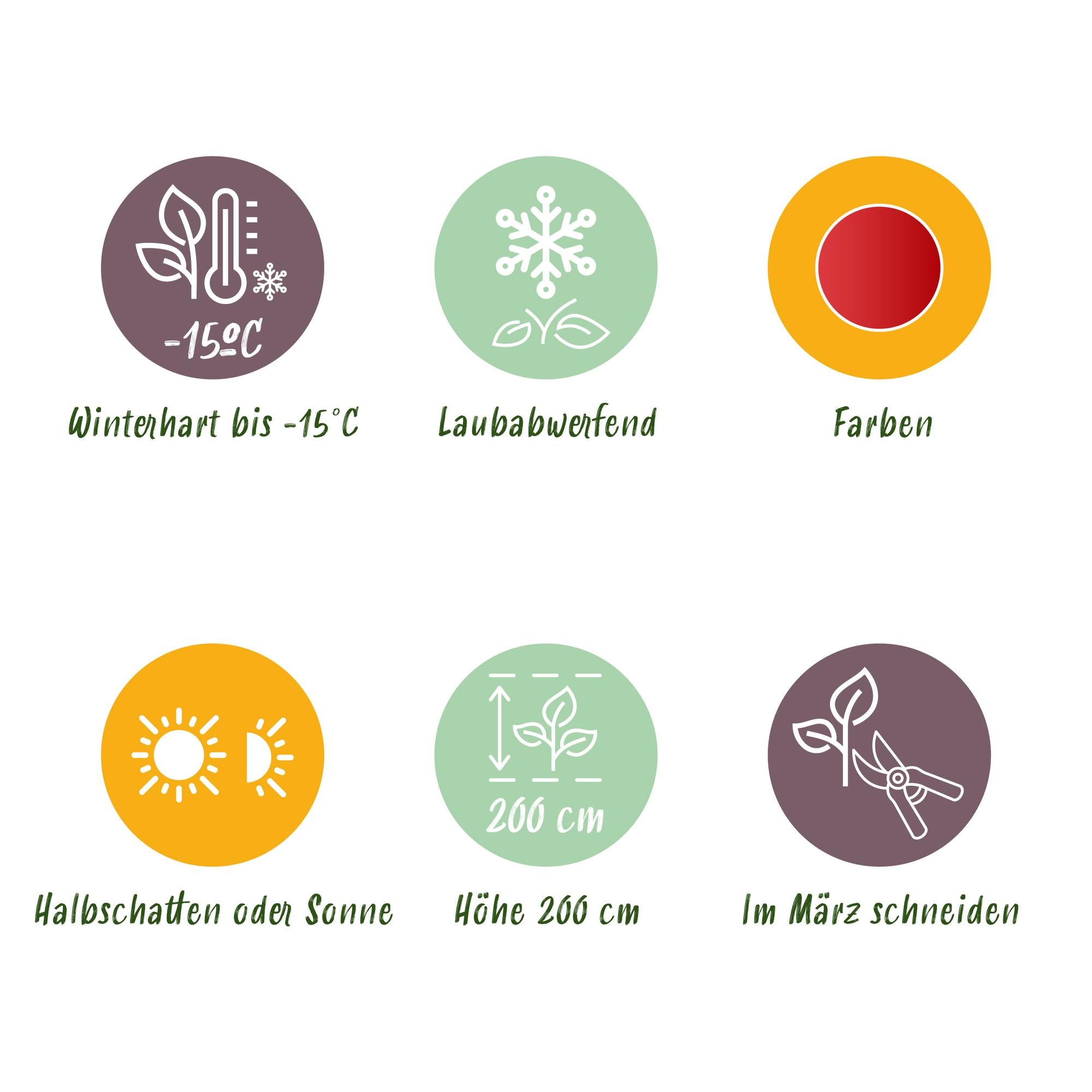 Acer Palmatum ‘Beni Maiko’ – Japanischer Ahorn, laubabwerfend – 19 cm Topf, 70 cm hoch