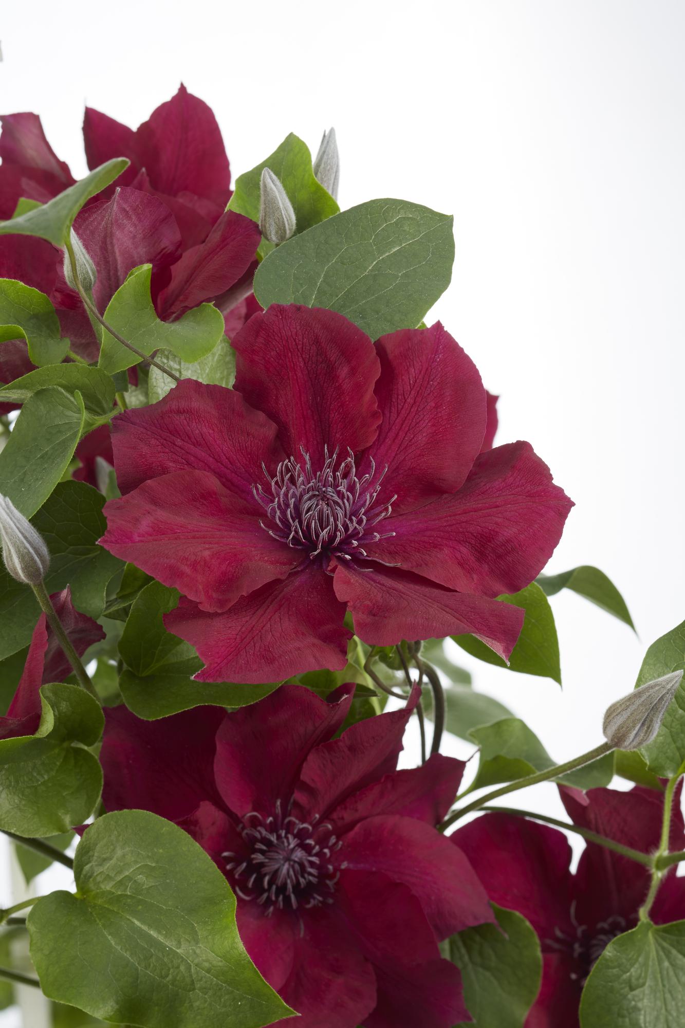 Clematis'Nubia' (Evison-Serie) –rotblühende Clematis, Ø15 cm, 65 cm hoch