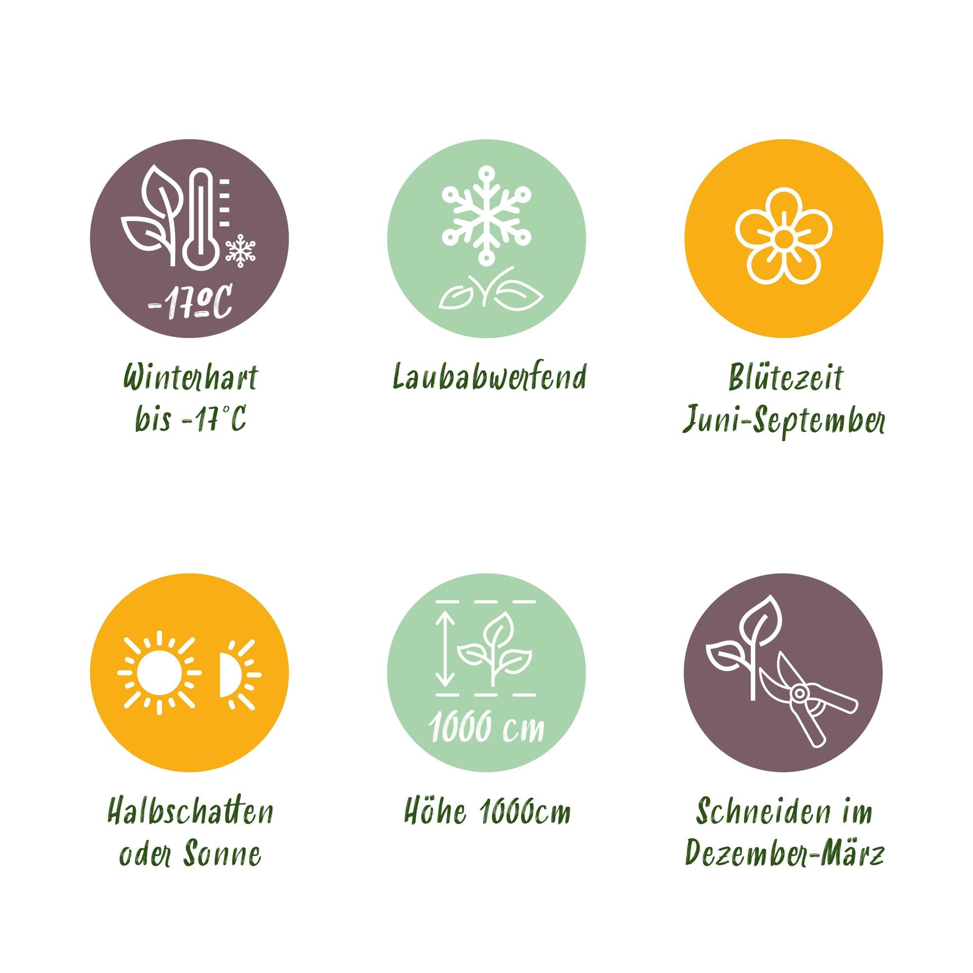 Kletterrose ‘Spring Queen’ – gelbe Blüte, pflegeleicht, 2 Pflanzen, 11-cm-Topf, 40 cm hoch