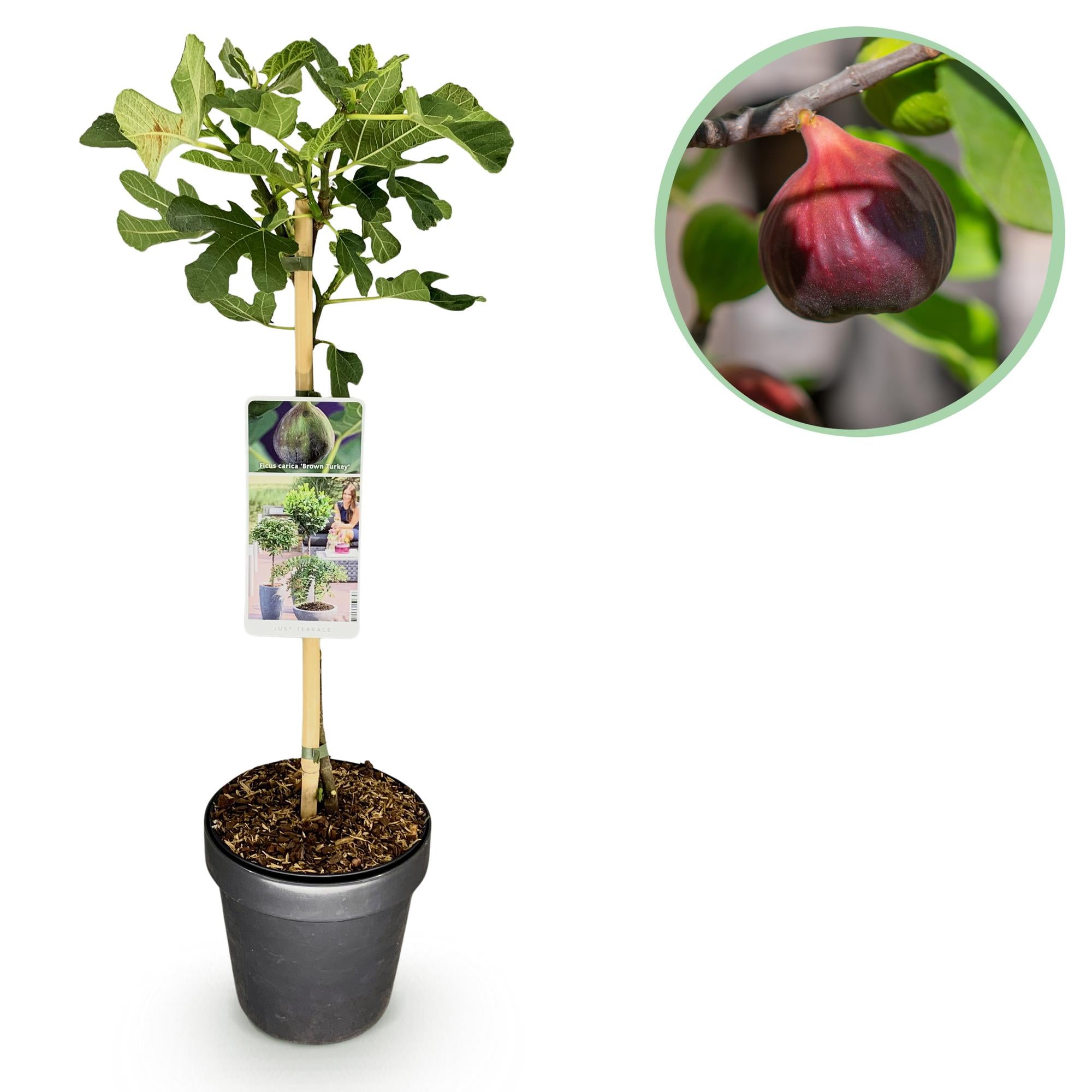 Feigenbaum „Brown Turkey“ (Ficus carica) – 19–90 cm