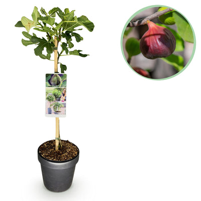 Higuera “Brown Turkey” (Ficus carica) – Maceta de 19 cm, 90 cm de altura