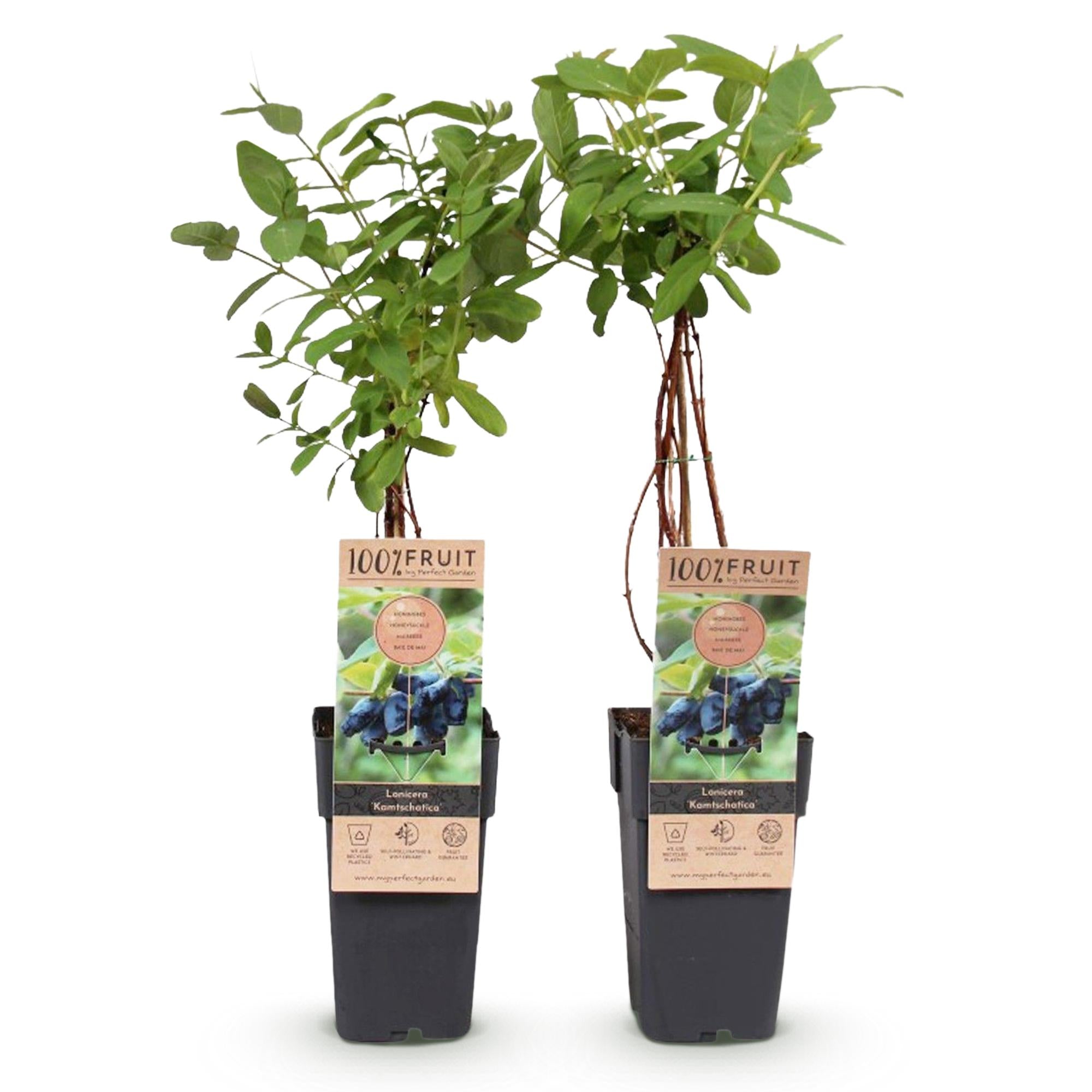 Lonicera caerulea 'Kamchatika' – 2 plantas, maceta de 15 cm, 50 cm de altura