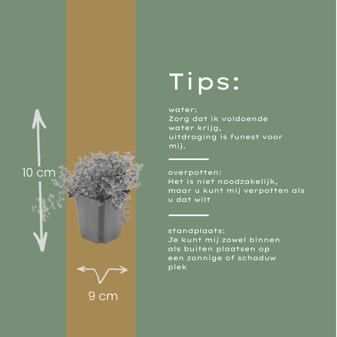 Sand-Thymian (Thymus serpyllum) – 10–25 cm hoch, Ø 9 cm