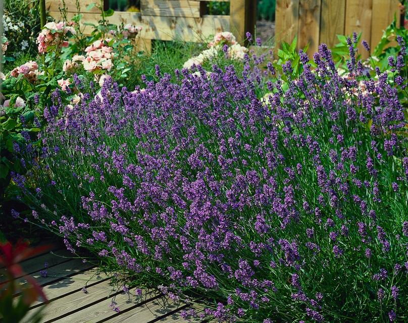 Echter Lavendel ‘Munstead’ (Lavandula angustifolia) – 10–25 cm, Ø9 cm