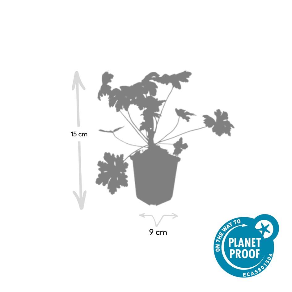 Geranium macrorrhizum 'Ingwersen's Var.' – winterhart, 9 cm Topf, 10–25 cm hoch