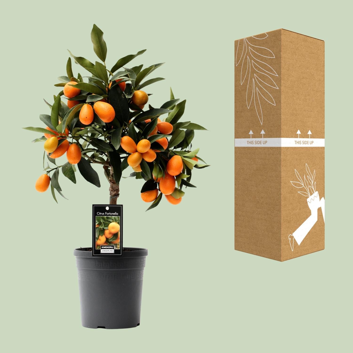 Kumquat cítrico - Maceta de 16 cm, 45 cm de altura