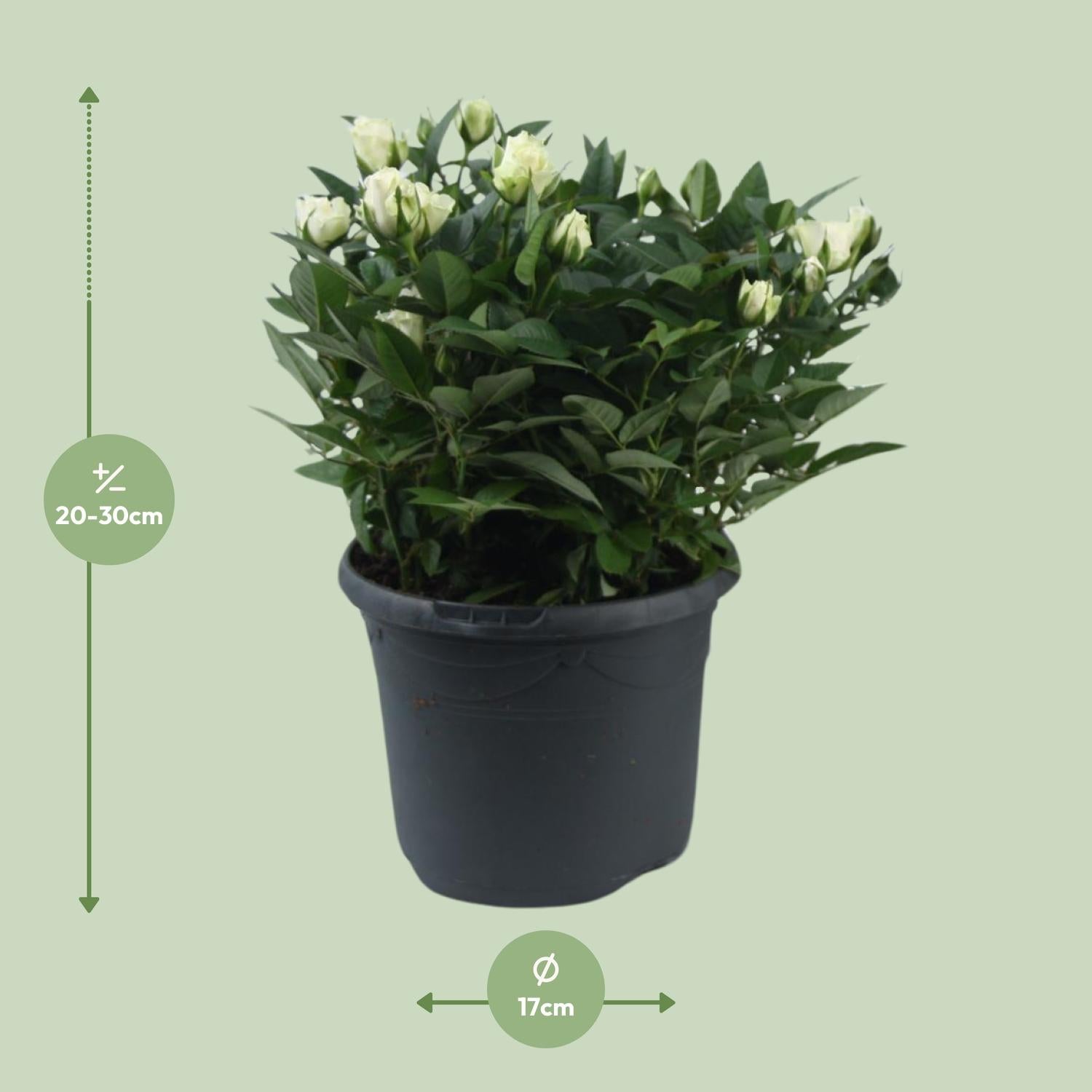 'Jewel Patio White' rose – white miniature rose, 17 cm pot, 30 cm tall