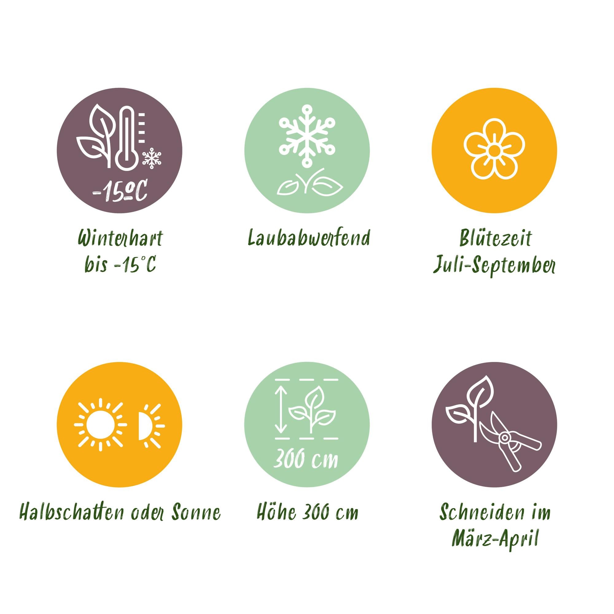 Hibisco de jardín 'Corazón Rojo' – Caducifolio, flor blanca con ojo rojo, maceta de 17 cm, altura 45 cm