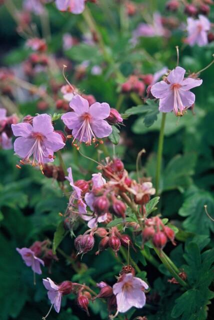 Storchschnabel (Geranium macrorrhizum) – 9 cm Topf, 10–25 cm Höhe