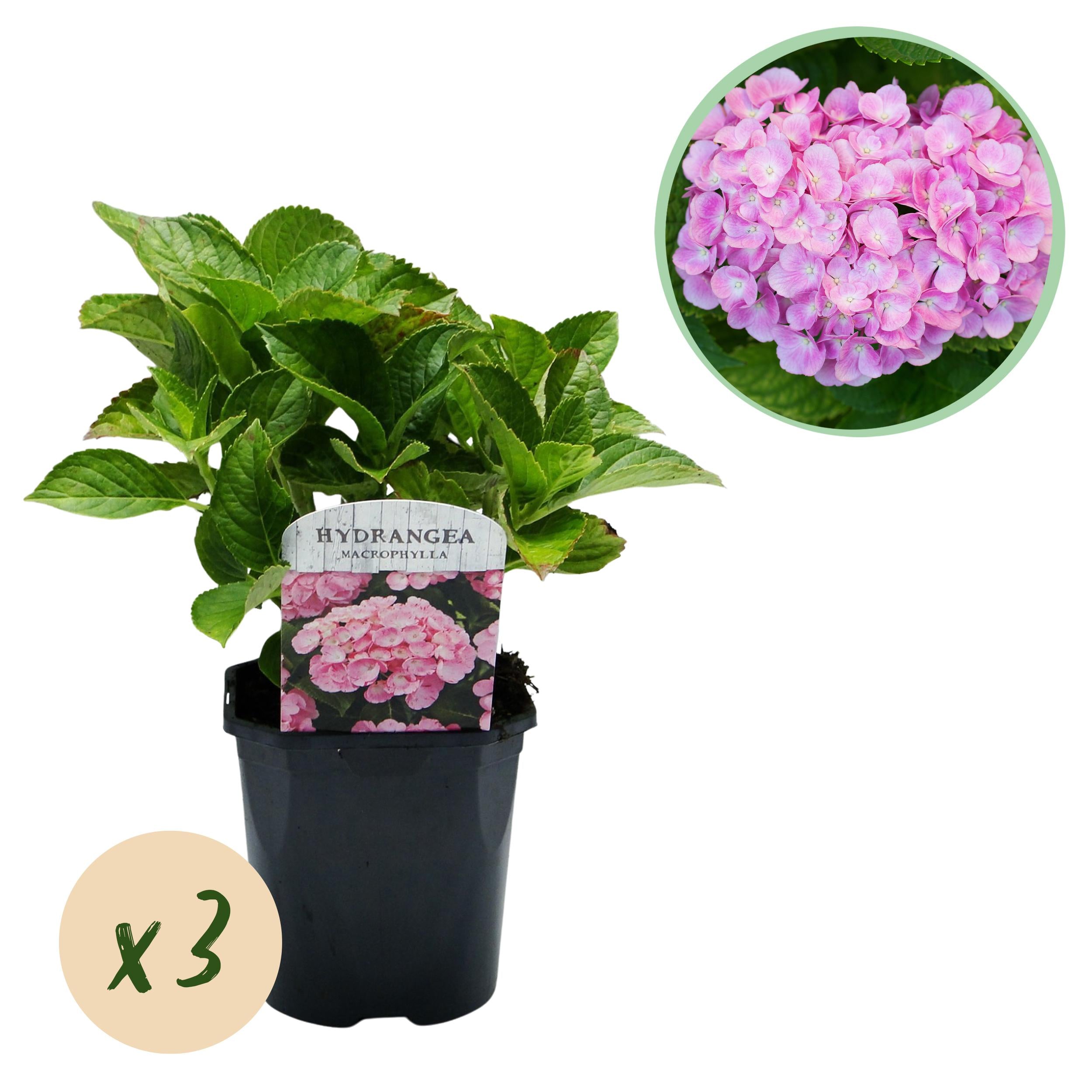 Hydrangea macrophylla – hortensia robusta en varios colores - 3 plantas, maceta de 17 cm, altura 30 cm (ejemplar)