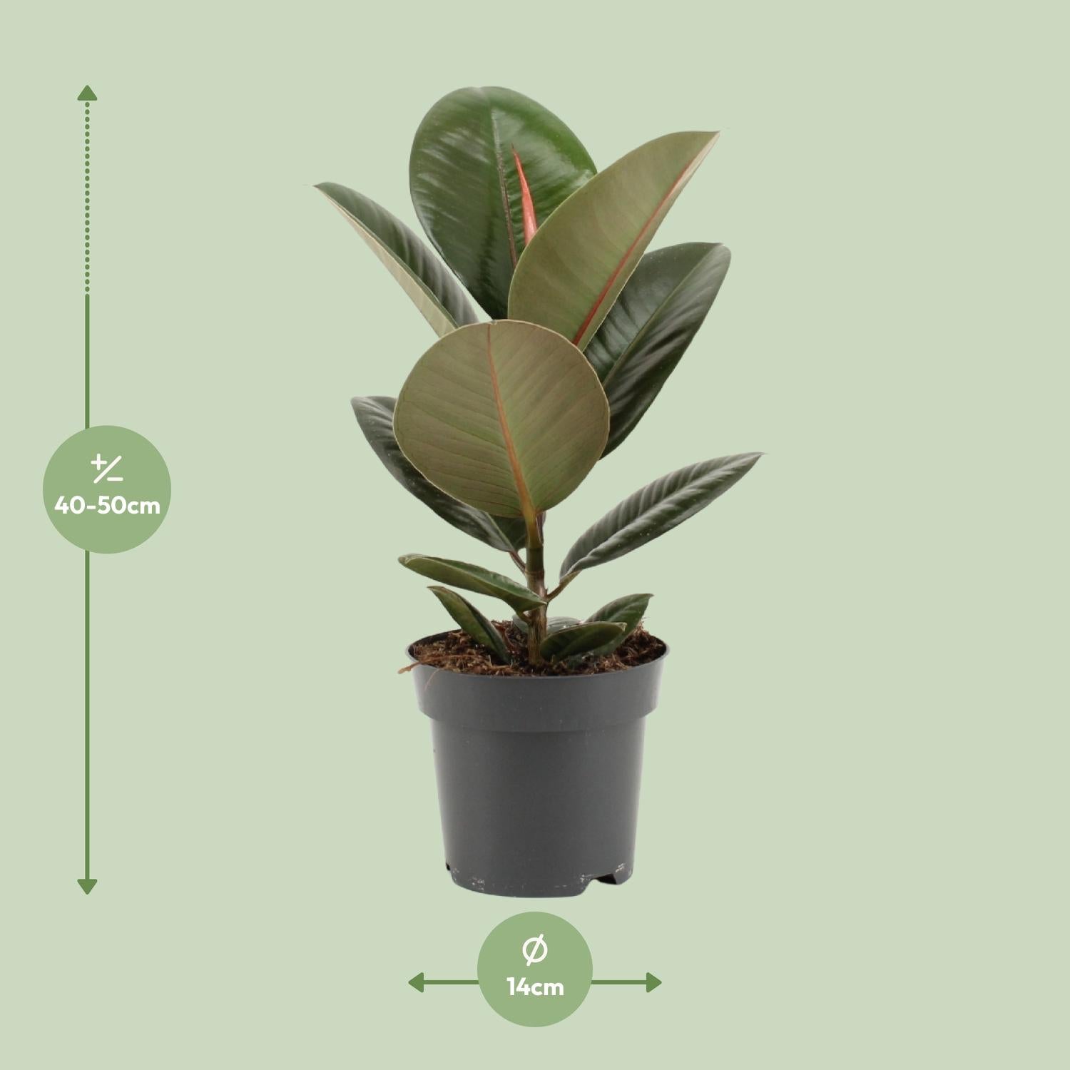 Ficus Elastica 'Robusta' – Rubber Tree - 35-85 cm