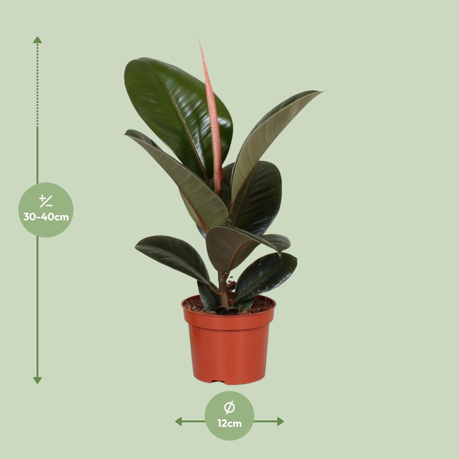 Ficus Elastica 'Robusta' – Rubber Tree - 35-85 cm