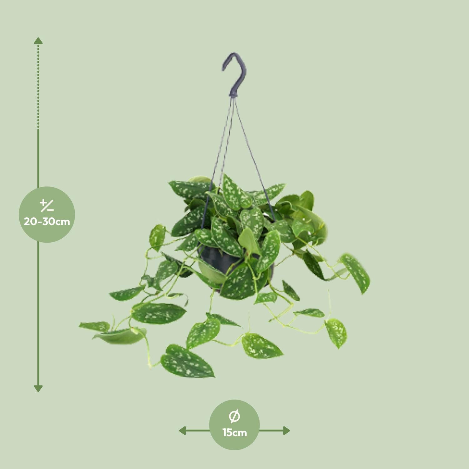 Scindapsus Pictus ‘Argyraeus’ – Gefleckte Efeutute - 15-25 cm