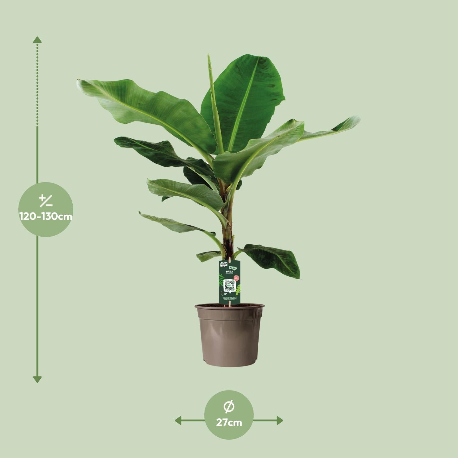 Musa Cavendish enana – Zwergbanane - 60-130 cm