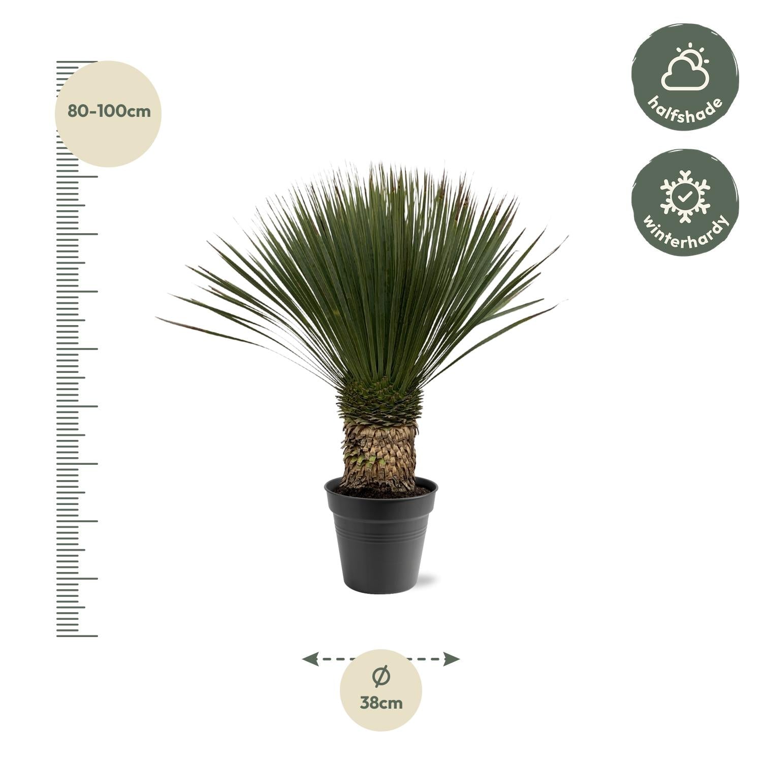 Yucca Rostrata – Blue Palm Lily - 80-160 cm