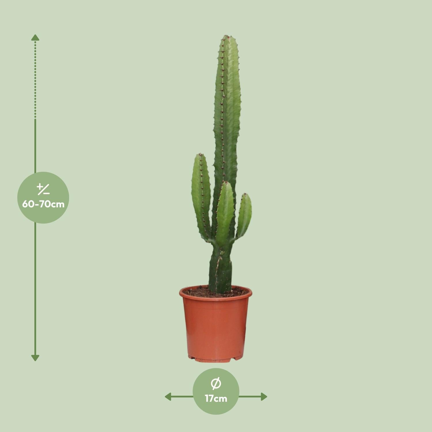 Euphorbia acrurensis – Desert Candle - 50-60 cm