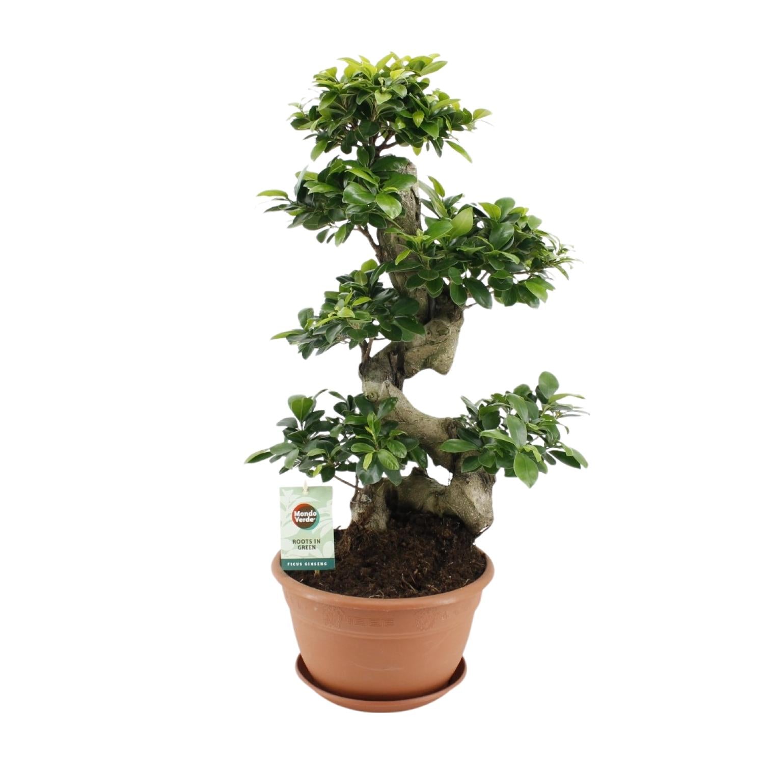 Ficus Ginseng – Bonsai-Feige, 40–70 cm