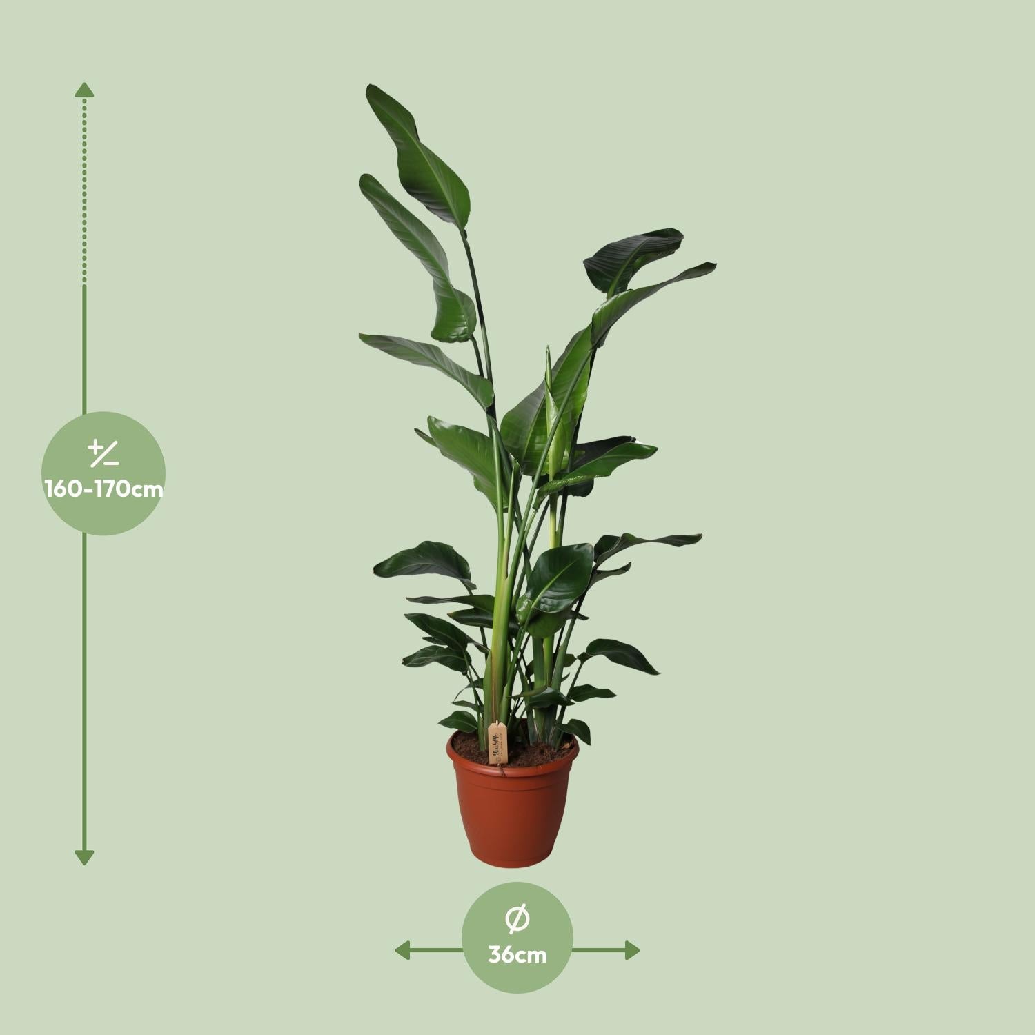 Strelitzia Nicolai – White Bird of Paradise Flower - 60-170 cm