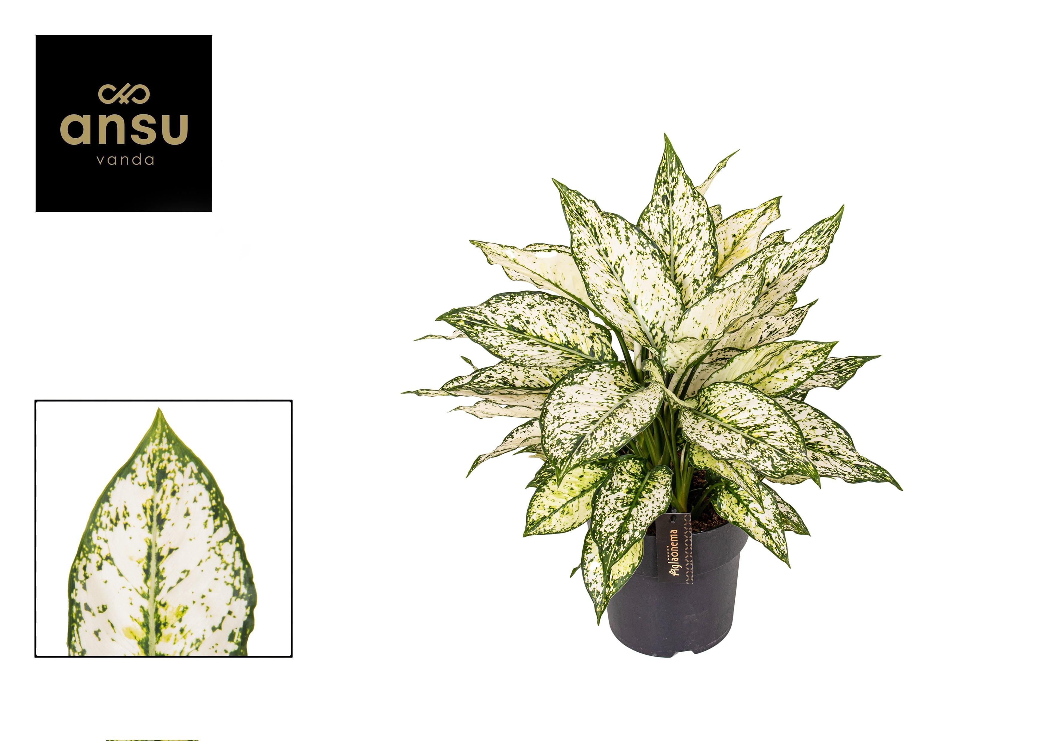 Aglaonema – Pistil – various colors – 40-80 cm