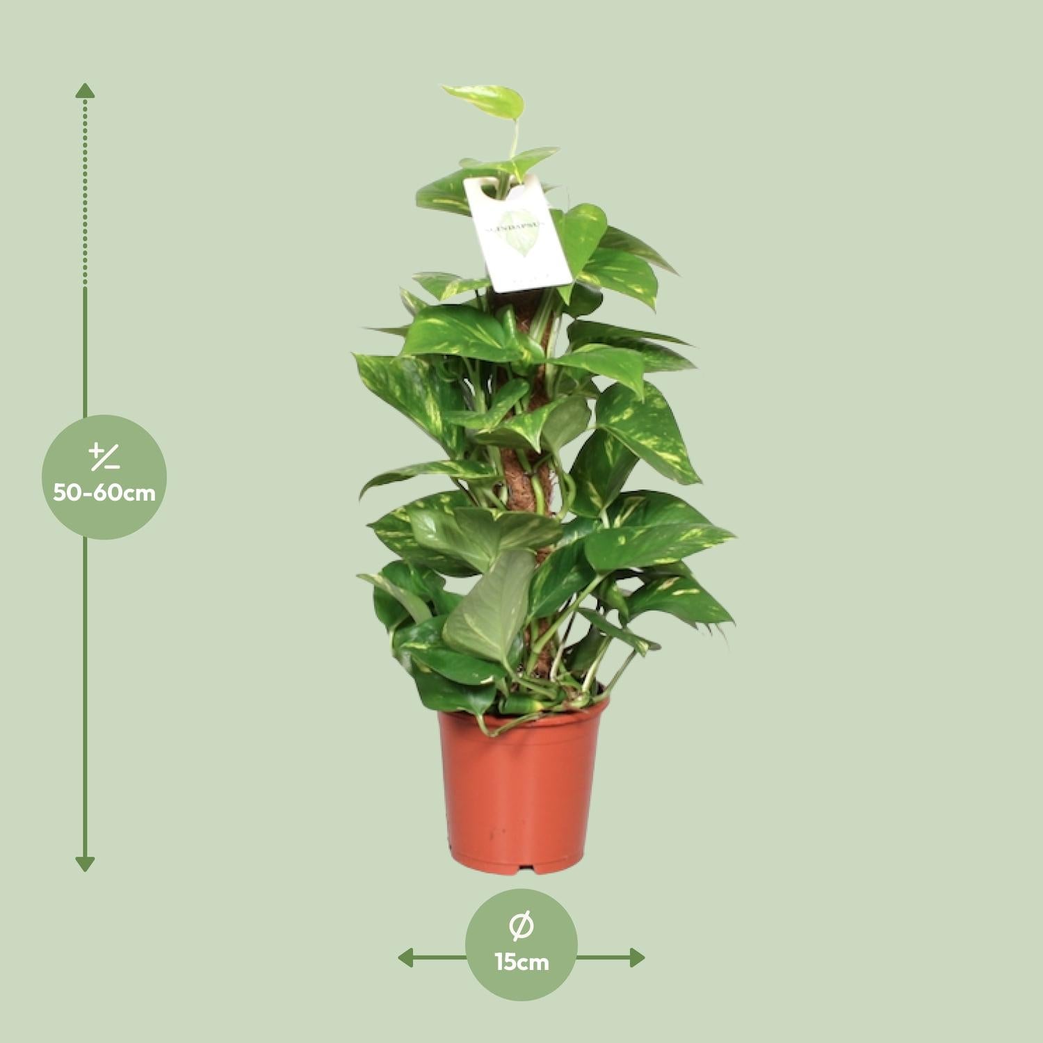 Epipremnum Pinnatum – Efeutute am Moosstab - 60-120 cm