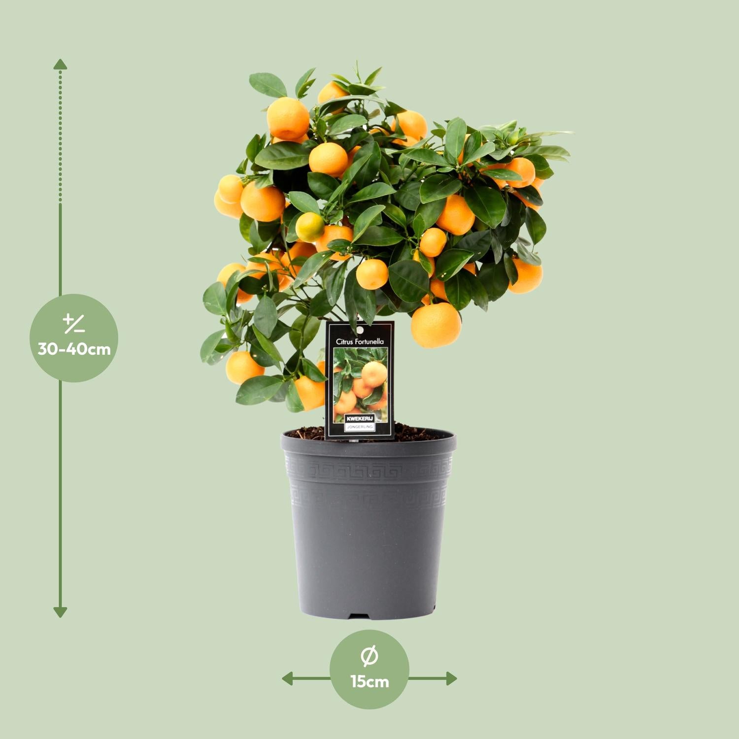 Calamondinonaranja (Citrus calamondin) – 40–80 cm