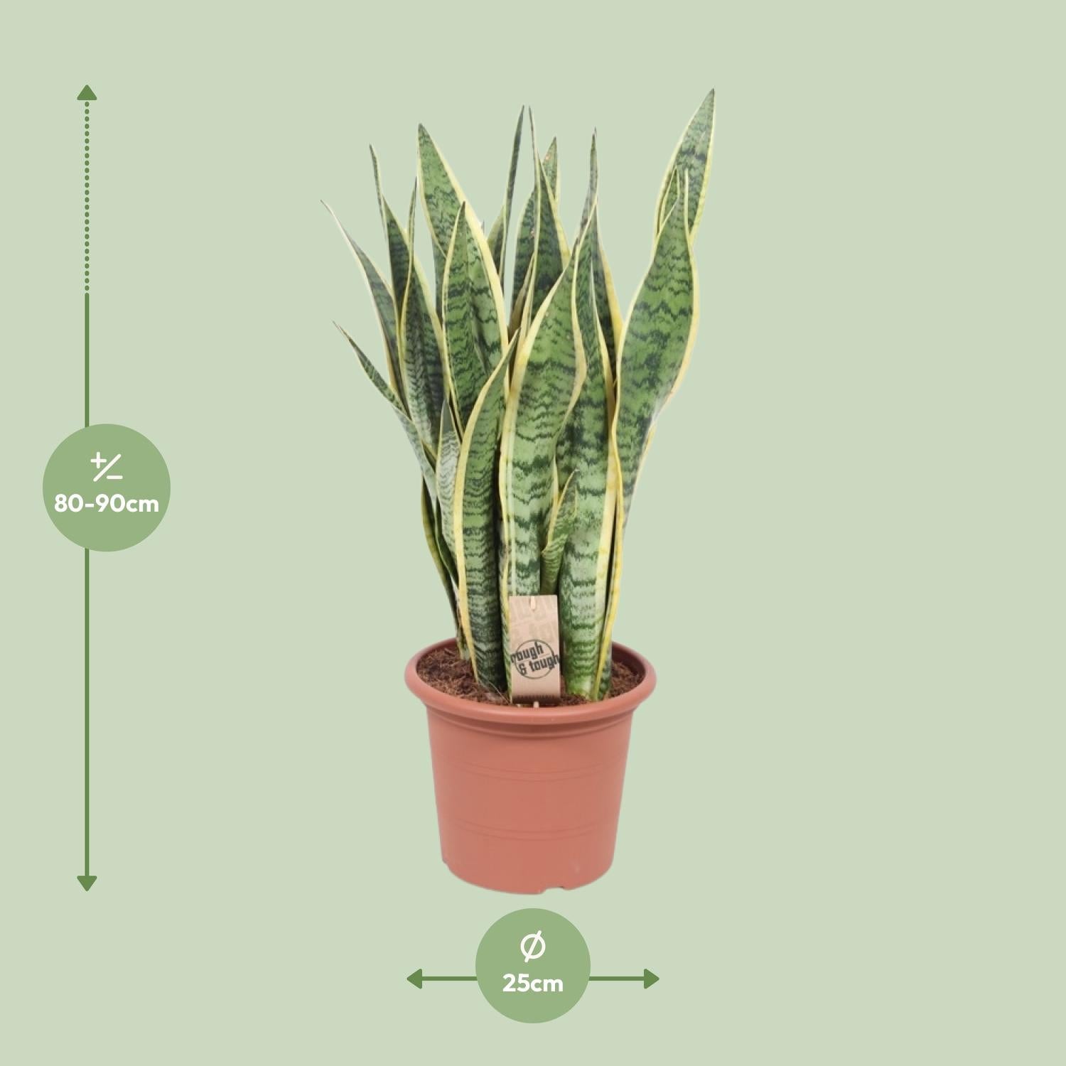 Sansevieria Trifasciata Laurentii–Chanvre à corde-40-84 cm