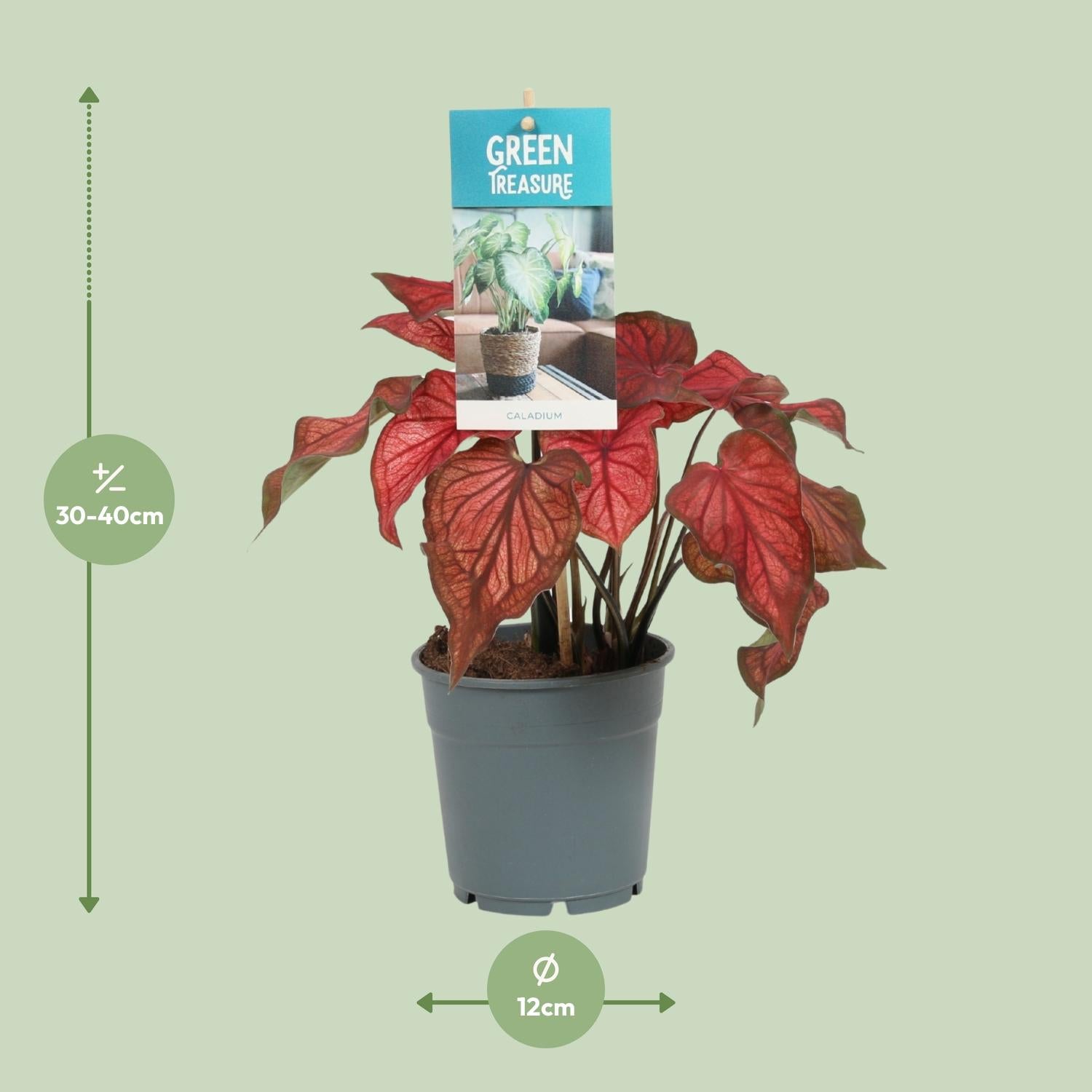 Caladium–Ailes d'ange–12 cm–couleurs variées