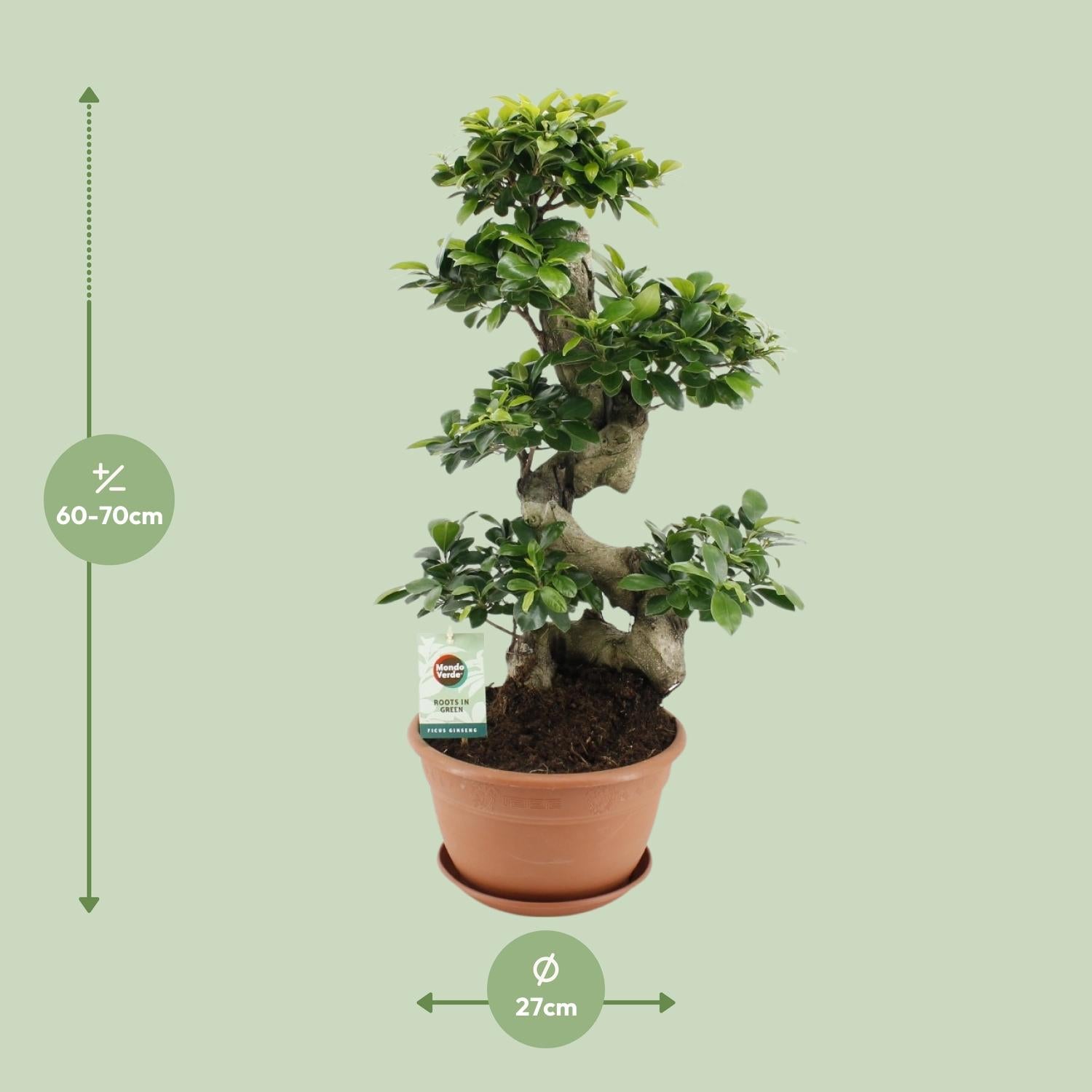 Ficus Ginseng – Bonsai-Feige, 40–70 cm