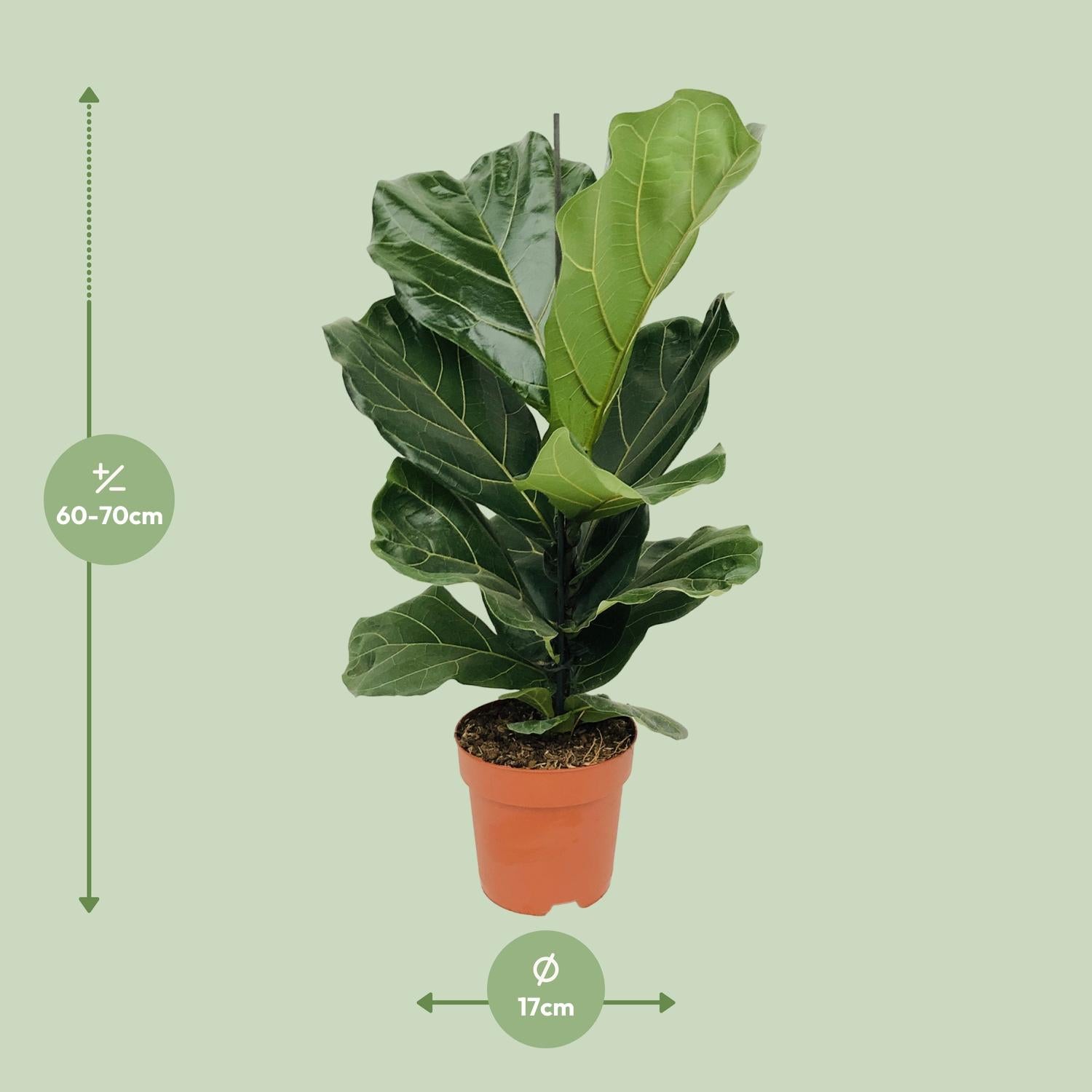 Ficus Lyrata – Ficus de hoja de violín – 30-130 cm
