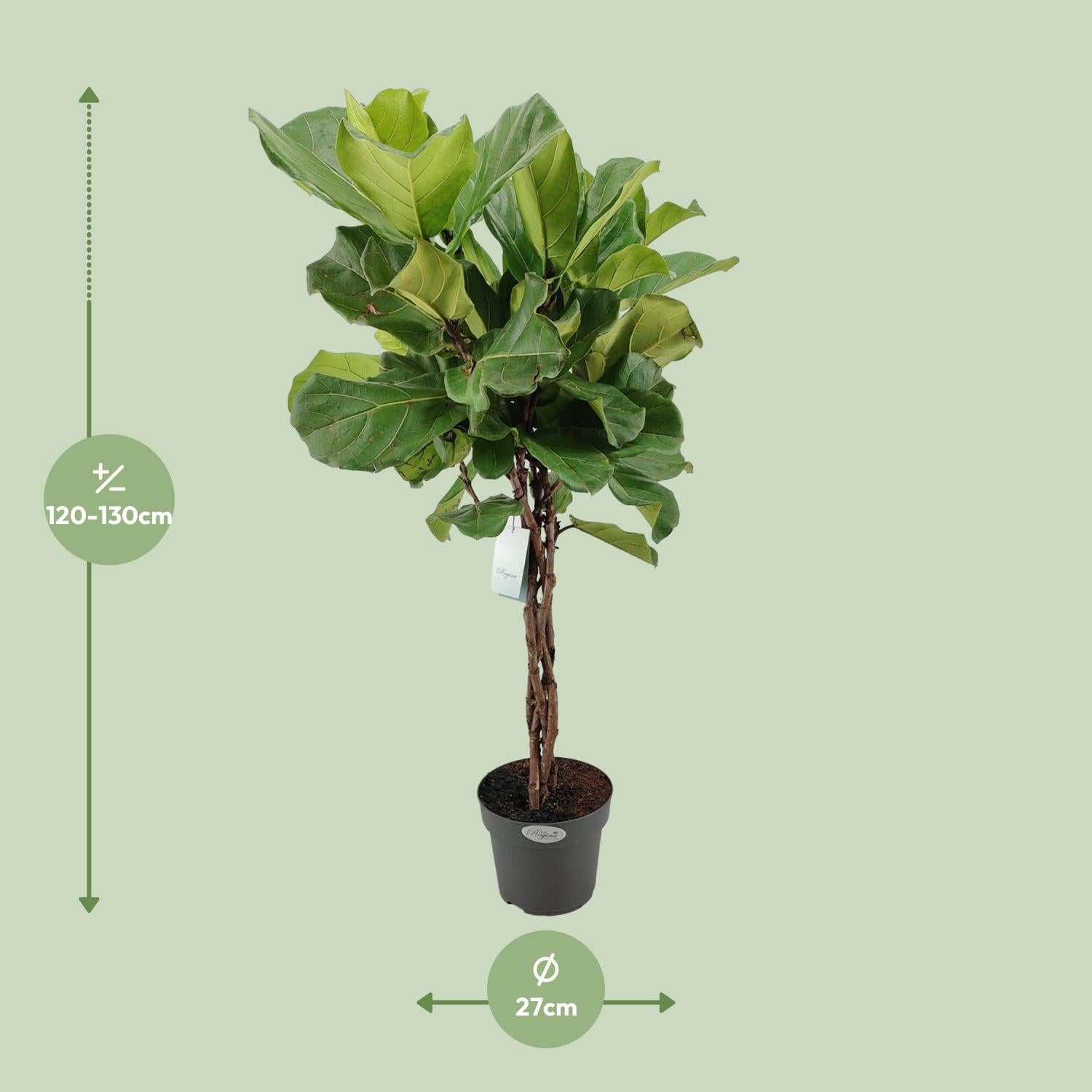 Ficus Lyrata – Ficus de hoja de violín – 30-130 cm
