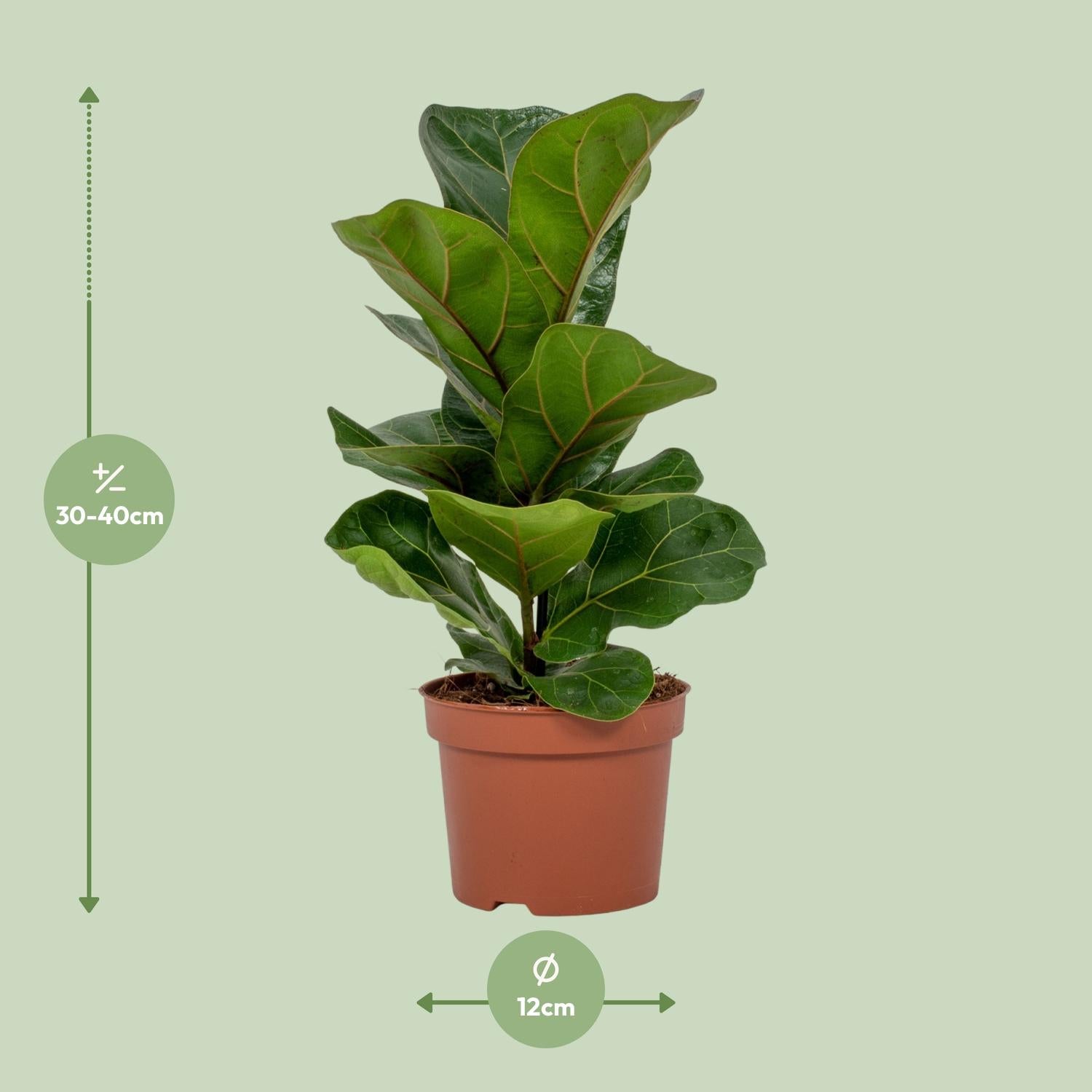 Ficus Lyrata – Ficus de hoja de violín – 30-130 cm