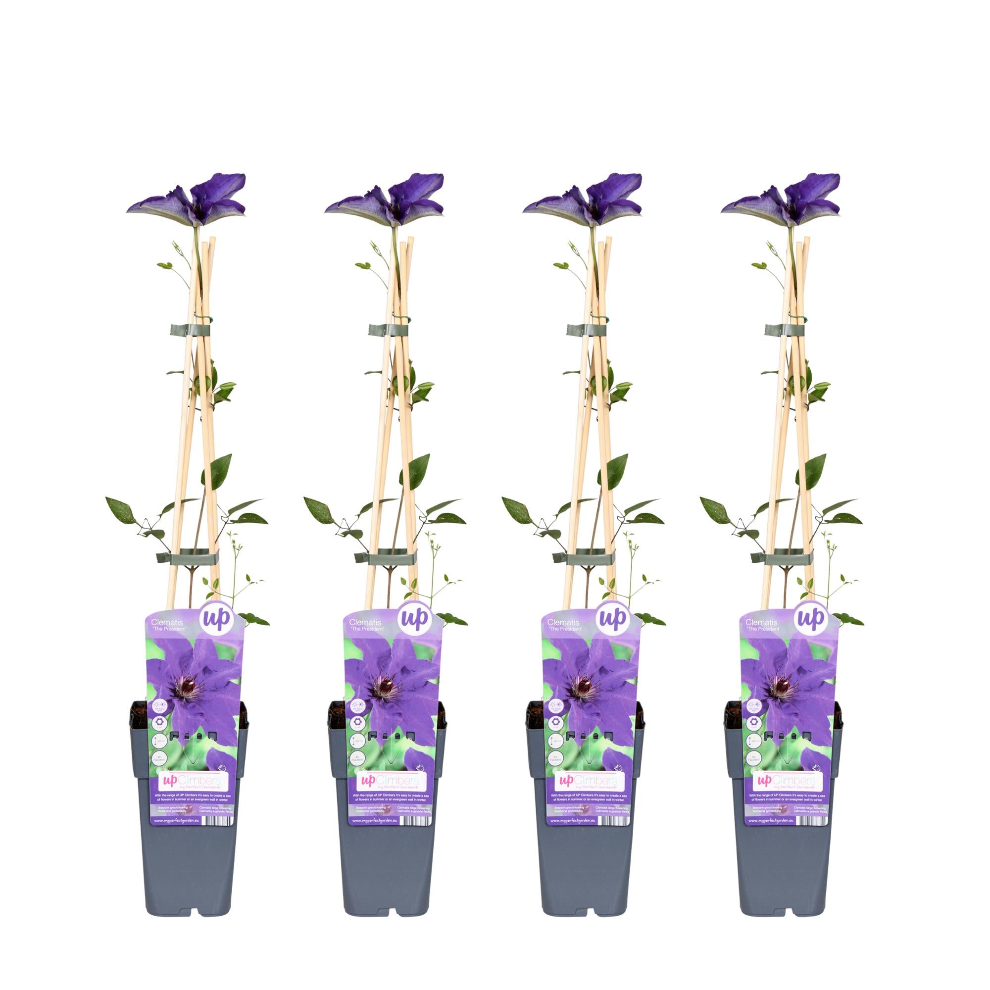 Clematis 'The President' – robust, purple flowering clematis, 15 cm pot, 65 cm tall